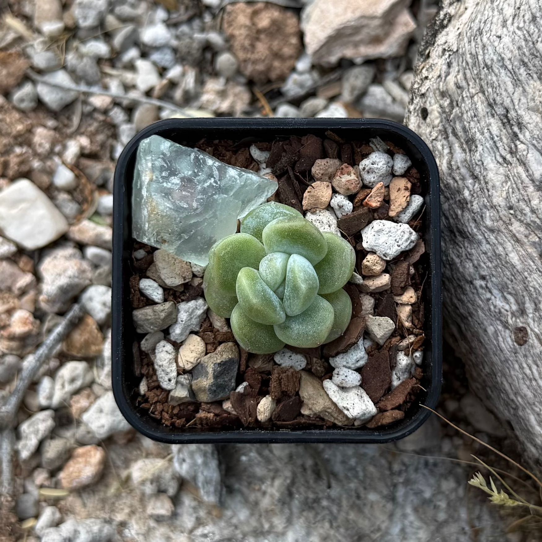 Photo of the plant species Ice Green by @HotKanna92 named E. Ice Green on Greg, the plant care app