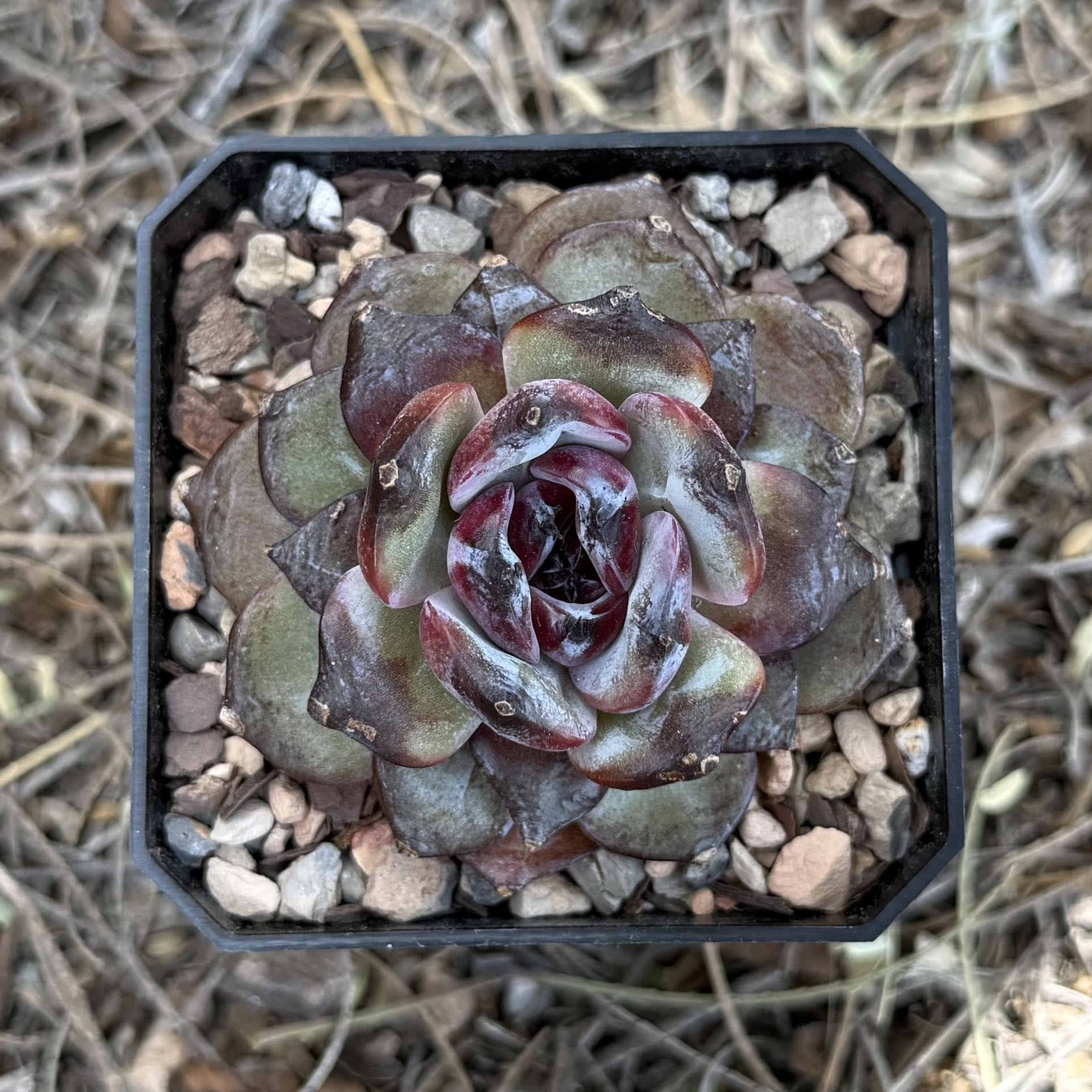 Photo of the plant species Korean Echeveria 'Odette' by @HotKanna92 named E. Odette on Greg, the plant care app