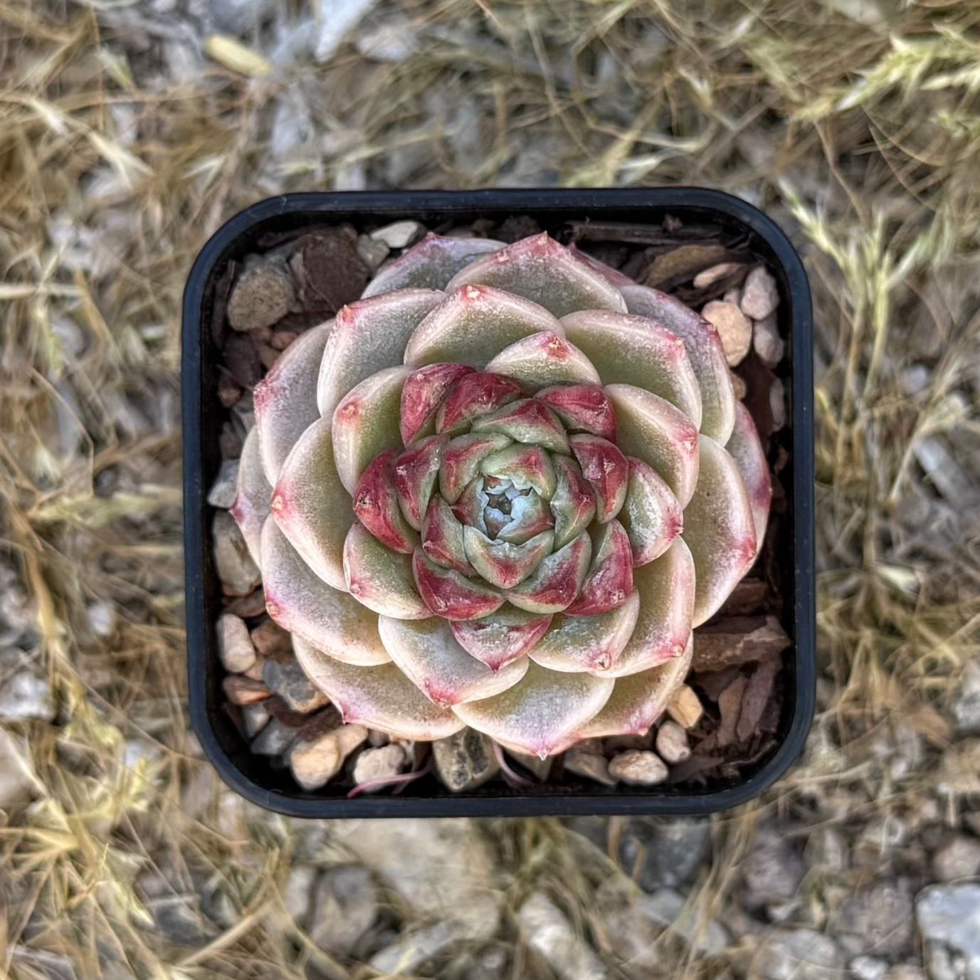 Photo of the plant species echeria red velvet sugar heart by @HotKanna92 named E. Red Velvet on Greg, the plant care app