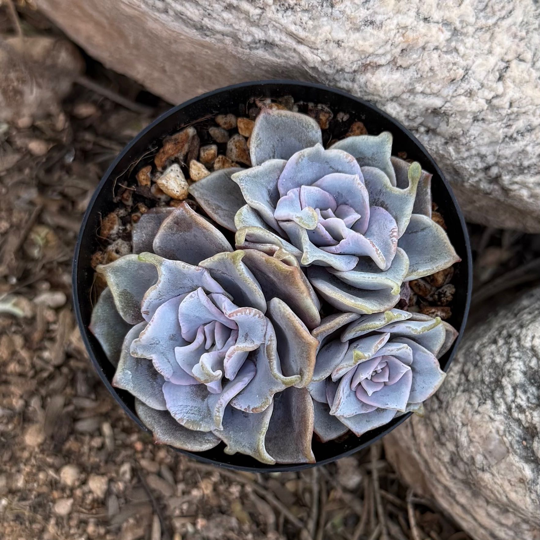 Photo of the plant species Echeveria Crispate Beauty by @HotKanna92 named E. Crispate Beauty on Greg, the plant care app
