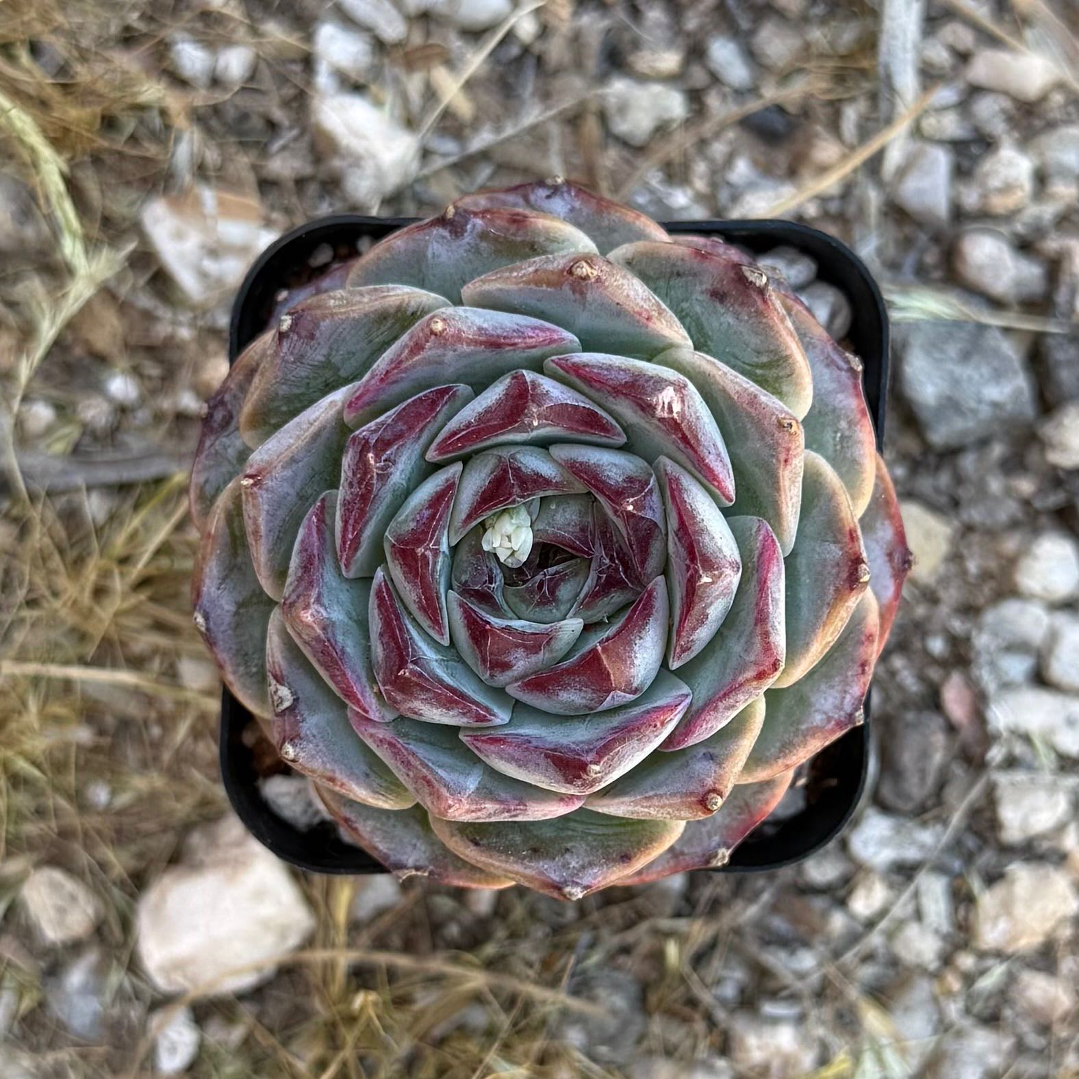 Photo of the plant species Echeveria 'Dark Elf' by @HotKanna92 named E. Dark Elf on Greg, the plant care app