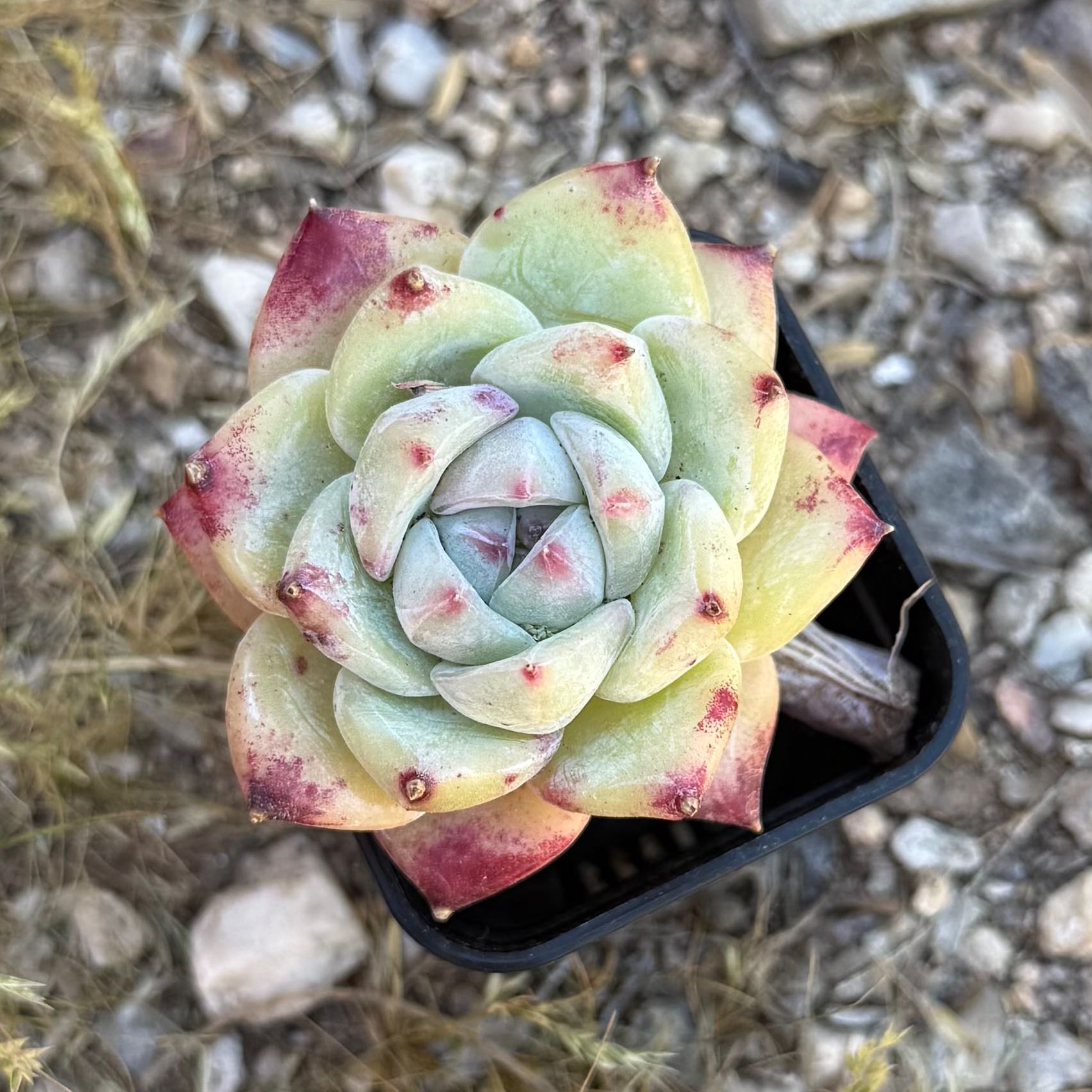 Photo of the plant species Echeveria colorata by @HotKanna92 named E. colorata Emerald on Greg, the plant care app