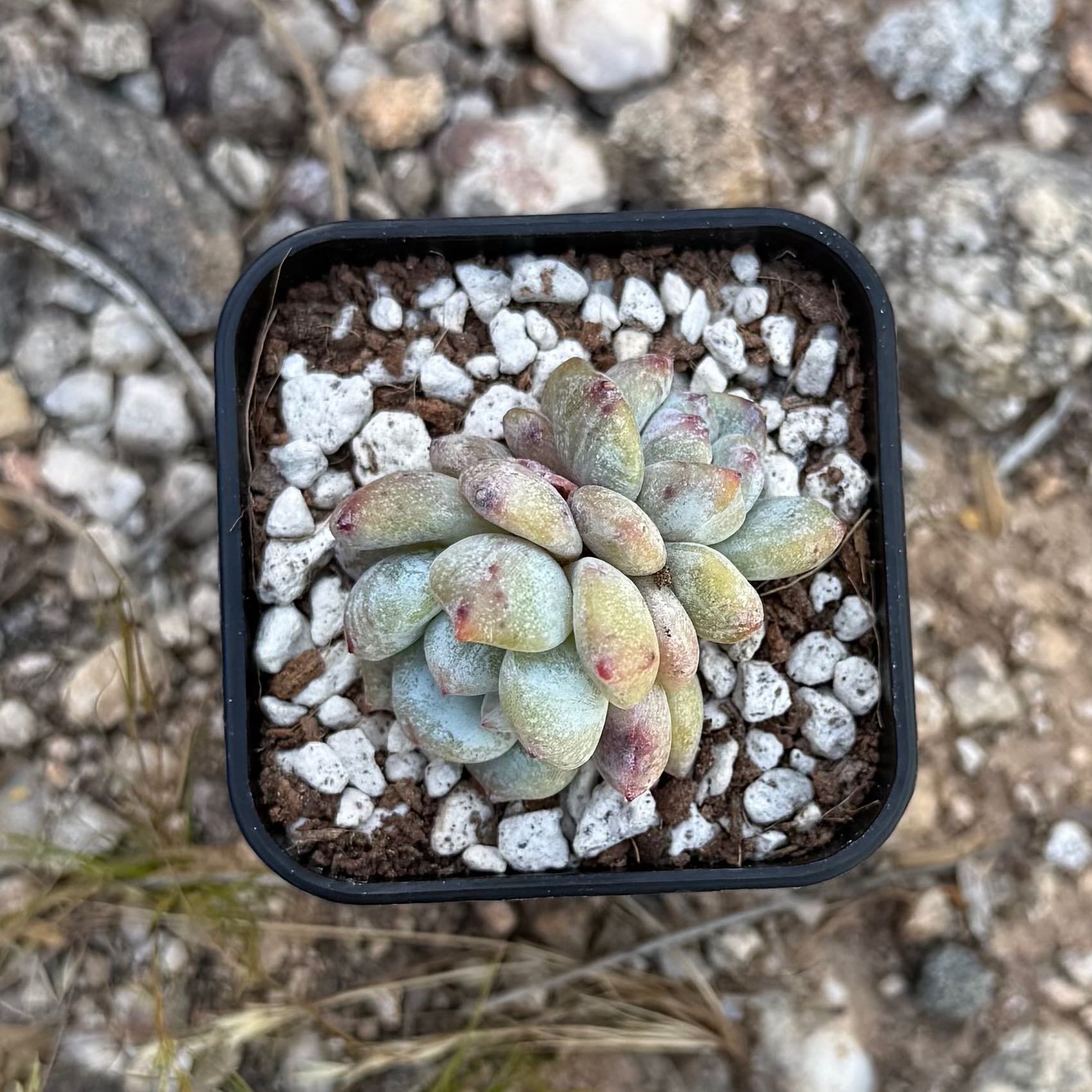 Photo of the plant species Echeveria 'Monroe' by @HotKanna92 named E. Monroe on Greg, the plant care app
