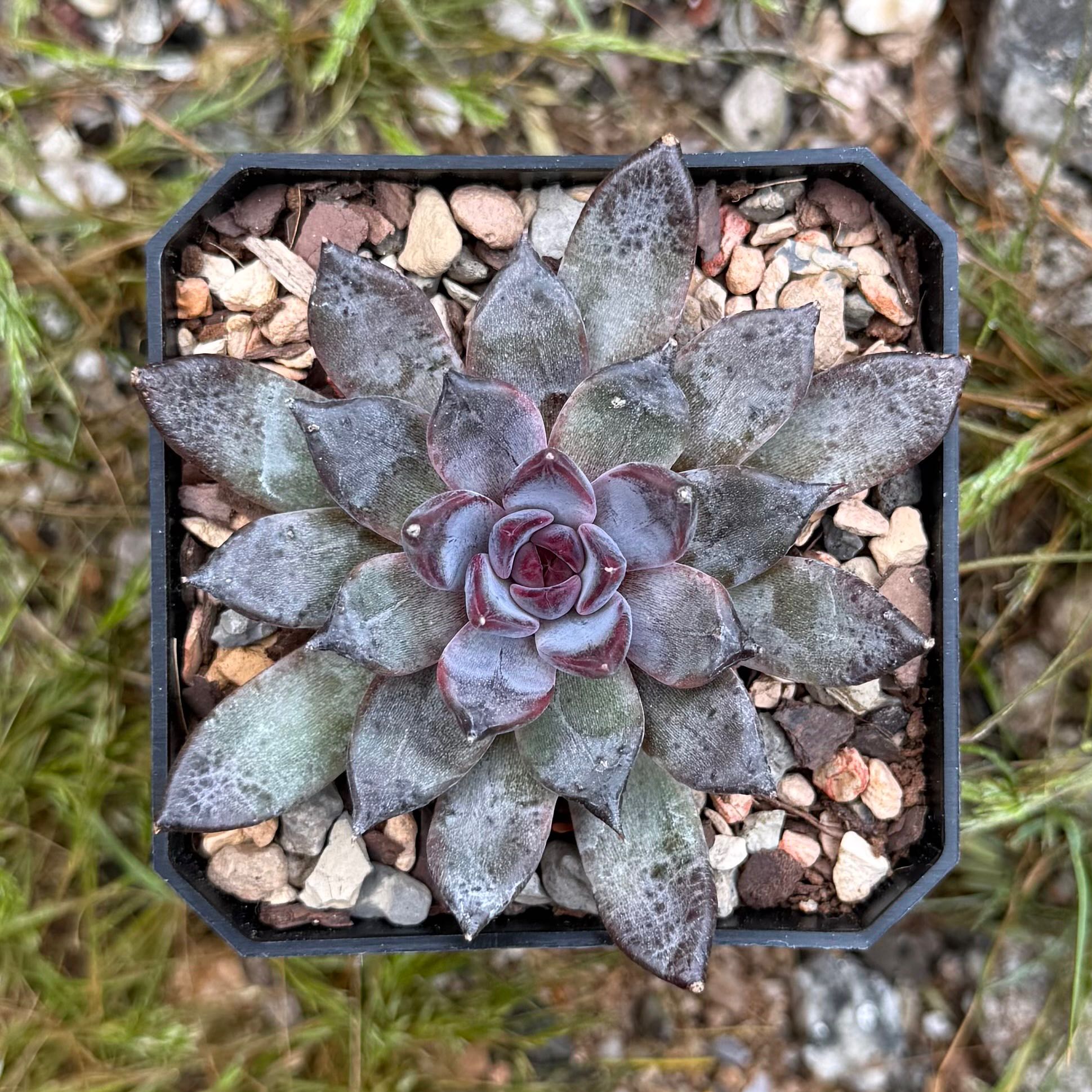 Photo of the plant species Korean Echeveria 'Black Zaragosa' by @HotKanna92 named E. Black Zaragoza on Greg, the plant care app