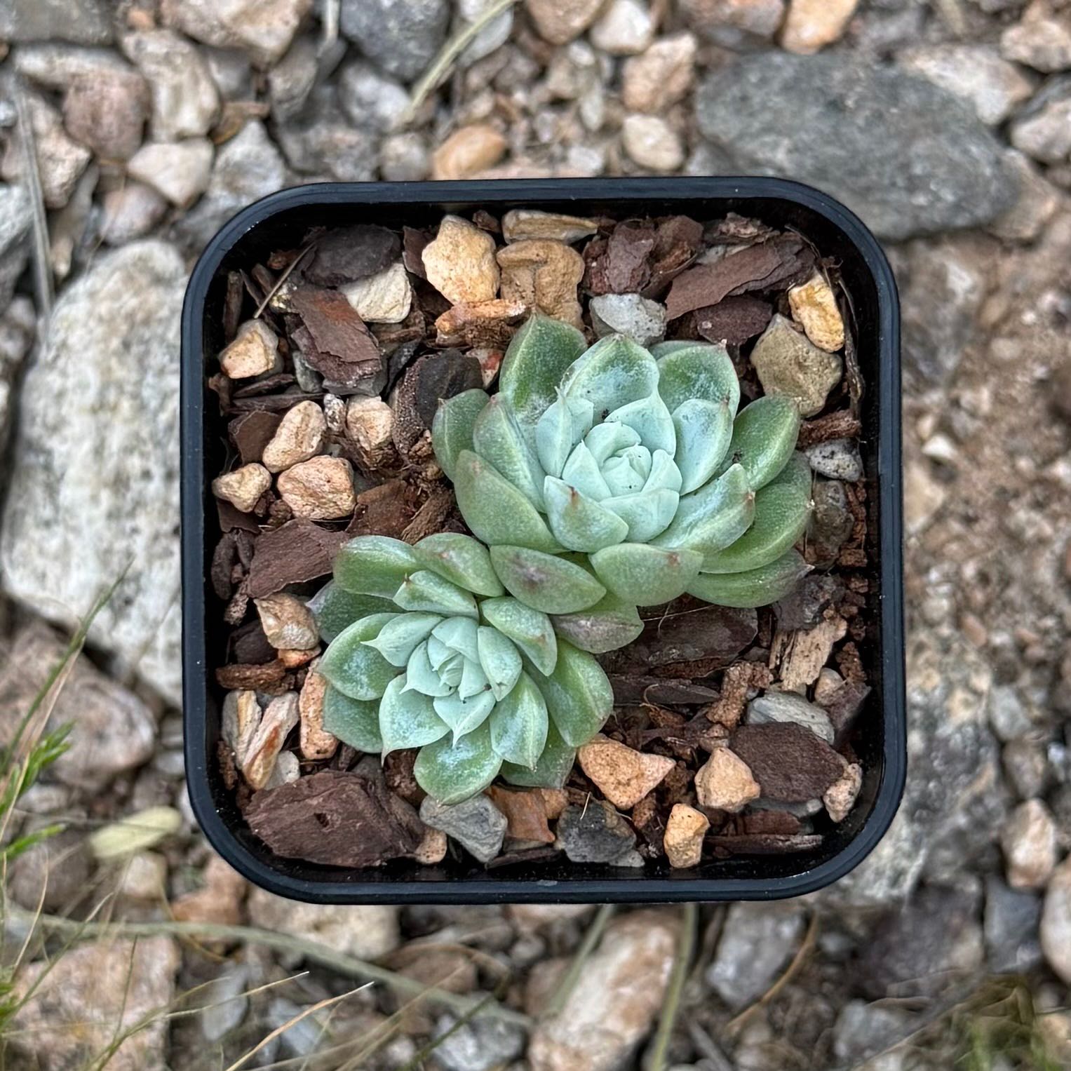 Photo of the plant species Echeveria hybrid sp. by @HotKanna92 named E. sp on Greg, the plant care app