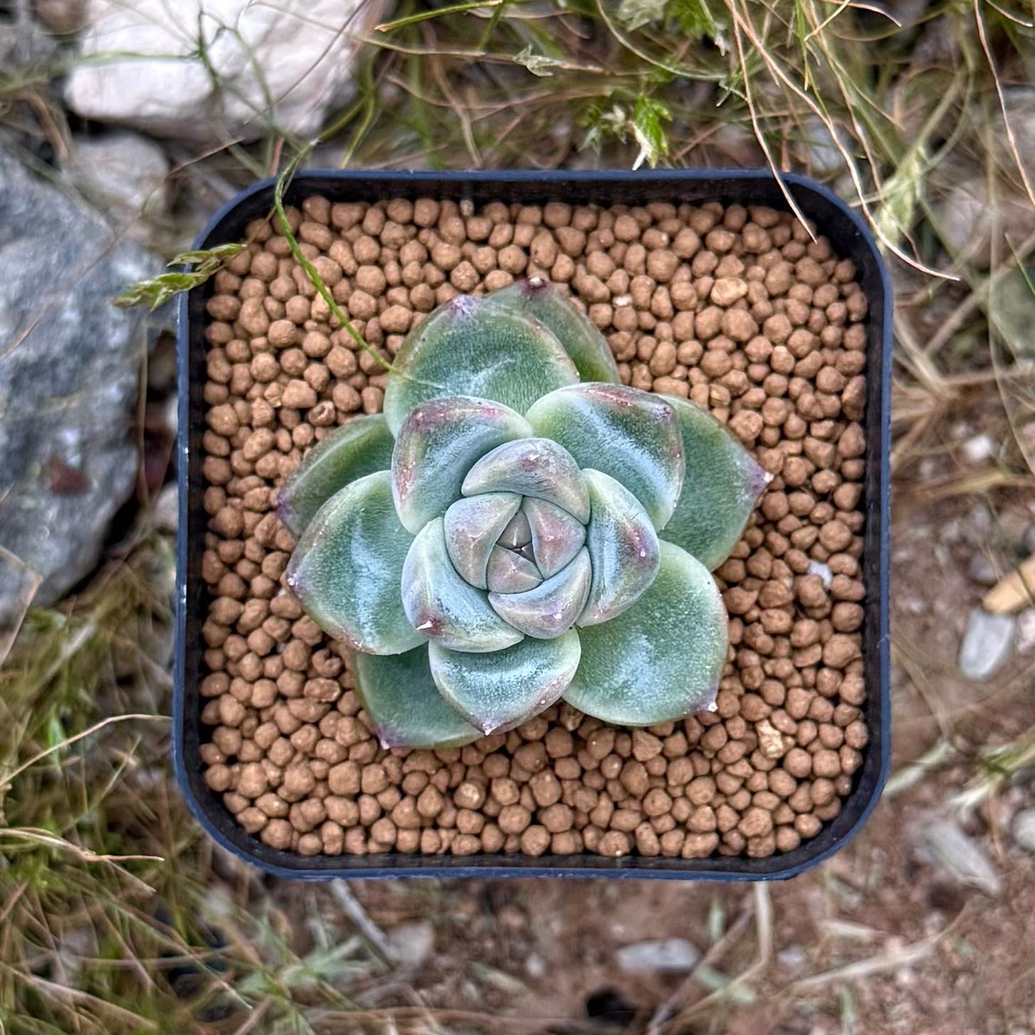 Photo of the plant species Echeveria hybrid sp. by @HotKanna92 named E. sp on Greg, the plant care app