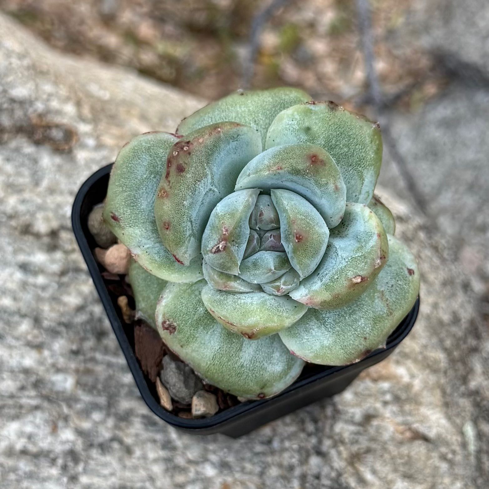 Photo of the plant species Echeveria 'Alba beauty' by @HotKanna92 named E. Alba Beauty monstrose on Greg, the plant care app