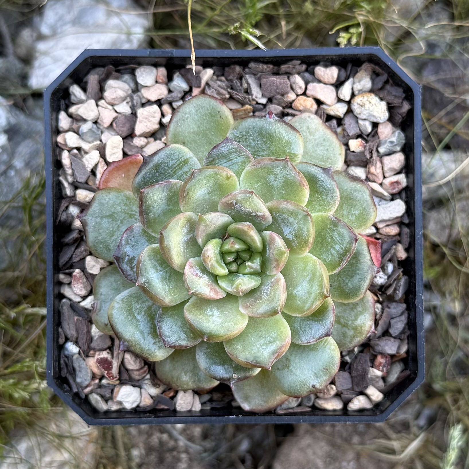 Photo of the plant species Echeveria 'Meteor' by @HotKanna92 named E. Meteor on Greg, the plant care app