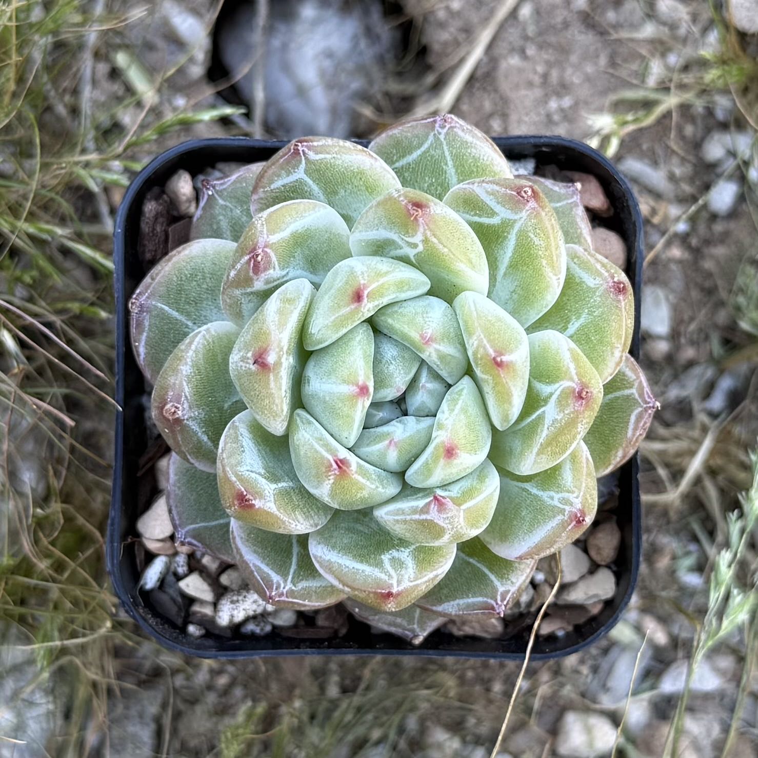 Photo of the plant species Echeveria 'Snowflake Jelly' by @HotKanna92 named E. Snowflake Jelly on Greg, the plant care app