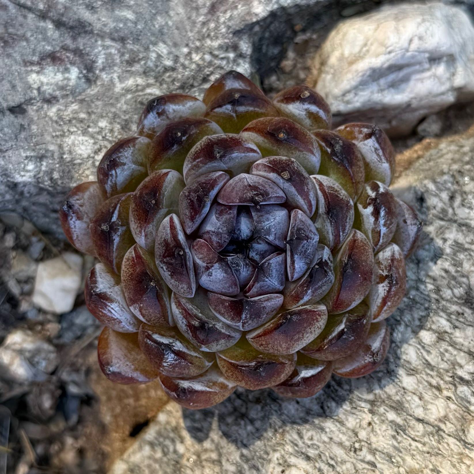 Photo of the plant species Korean Echeveria 'Gemstone' by @HotKanna92 named E. Gemstone on Greg, the plant care app