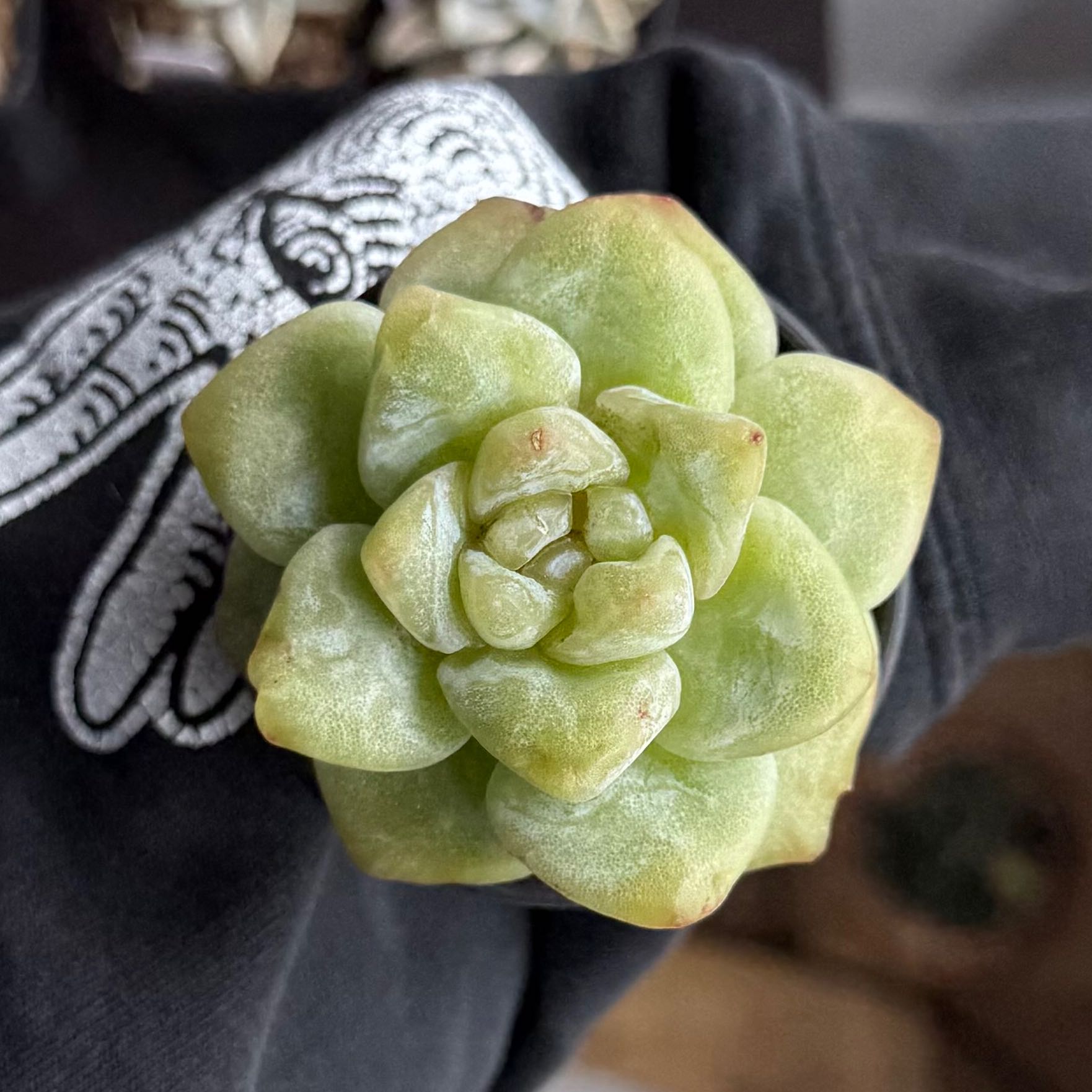 Photo of the plant species Ice Green by @HotKanna92 named E. Ice Green monstrose on Greg, the plant care app