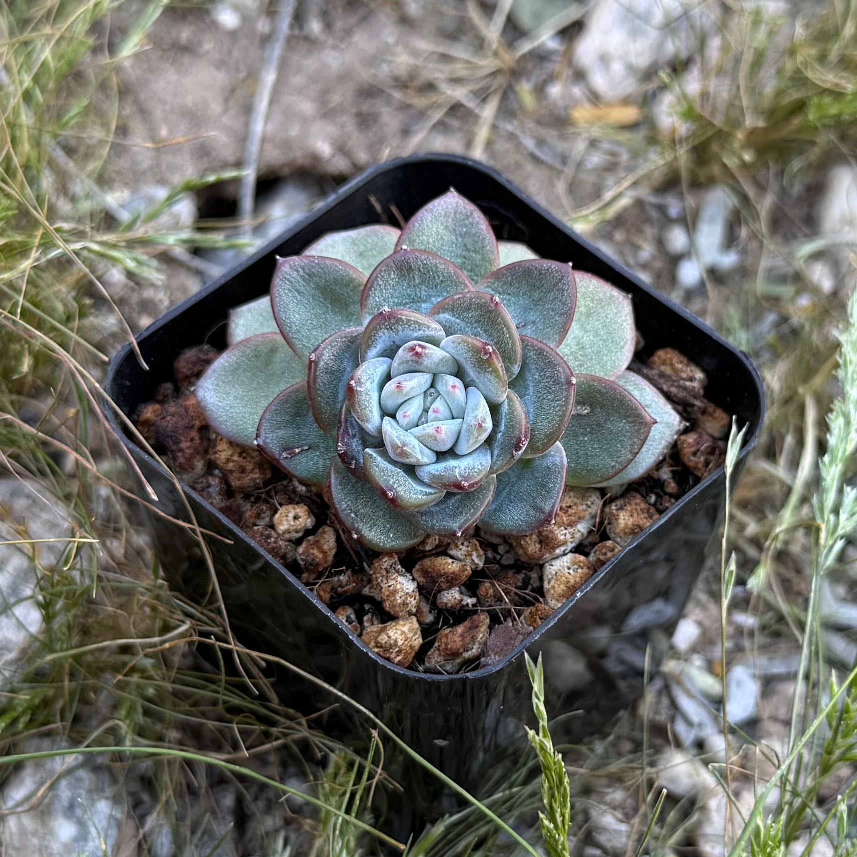 Photo of the plant species Echeveria hybrid sp. by @HotKanna92 named E. Werther(?) on Greg, the plant care app
