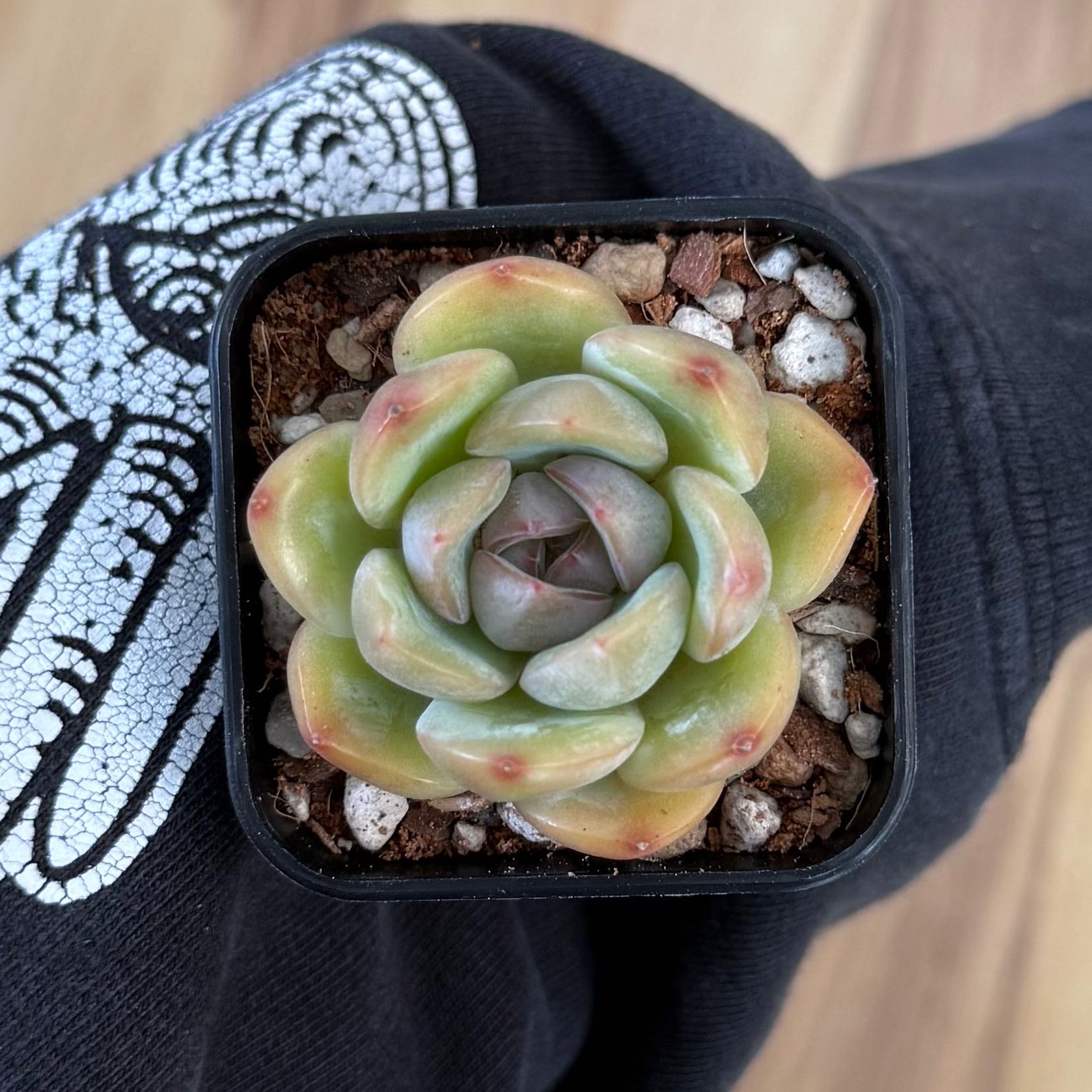 Photo of the plant species Echeveria Star Mark by @HotKanna92 named E. Starmark on Greg, the plant care app