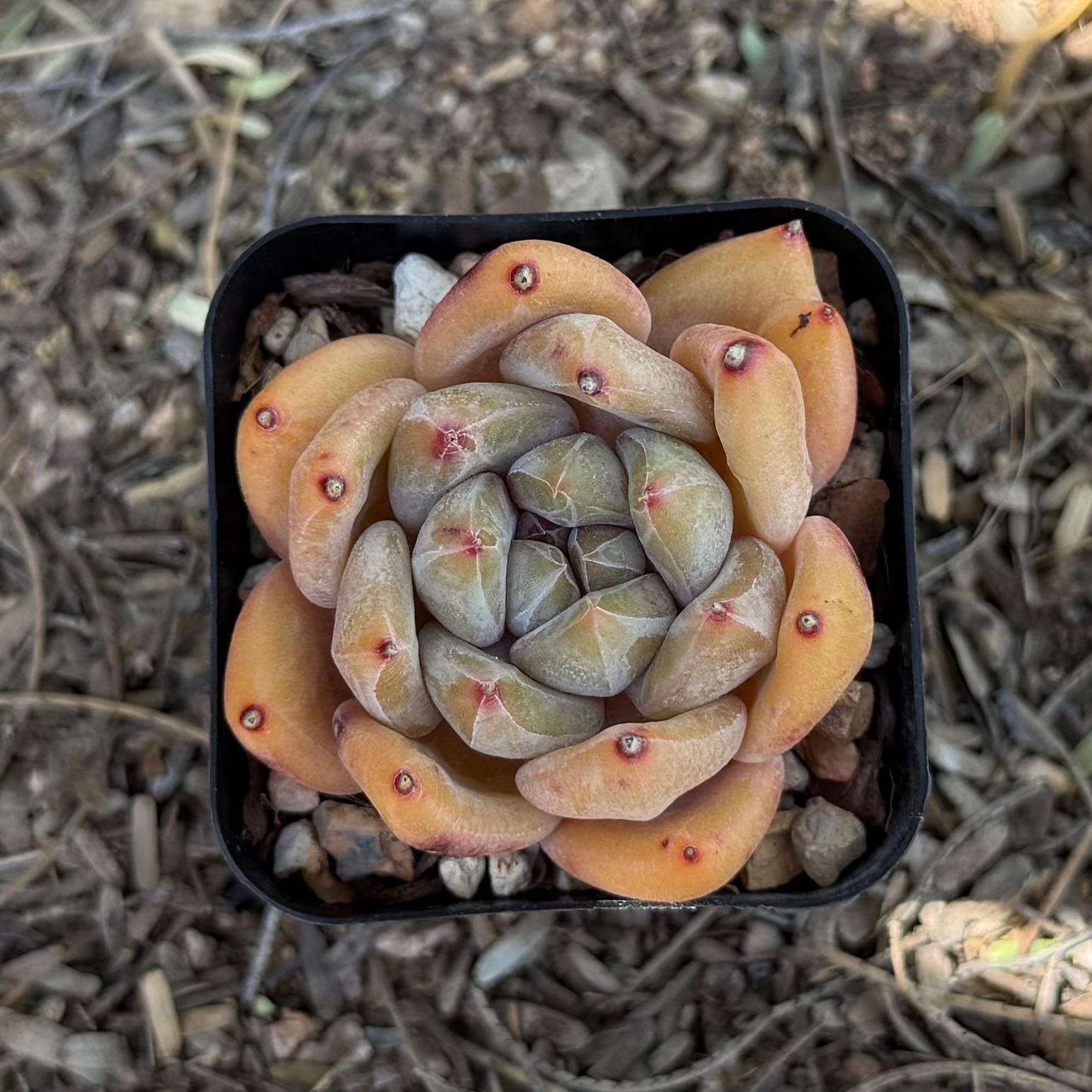 Photo of the plant species Echeveria hybrid sp. by @HotKanna92 named E. tolimanensis hyb on Greg, the plant care app