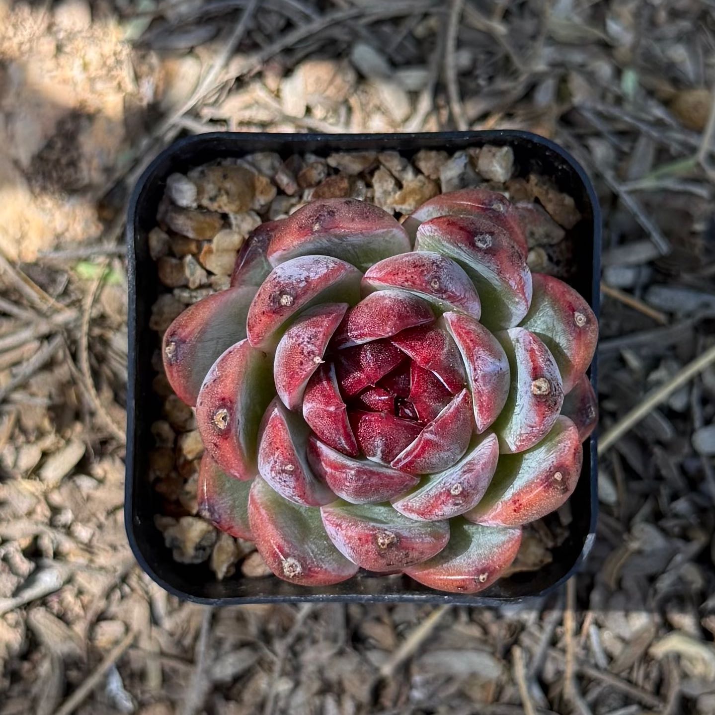 Photo of the plant species Echeveria hybrid sp. by @HotKanna92 named E. sp on Greg, the plant care app