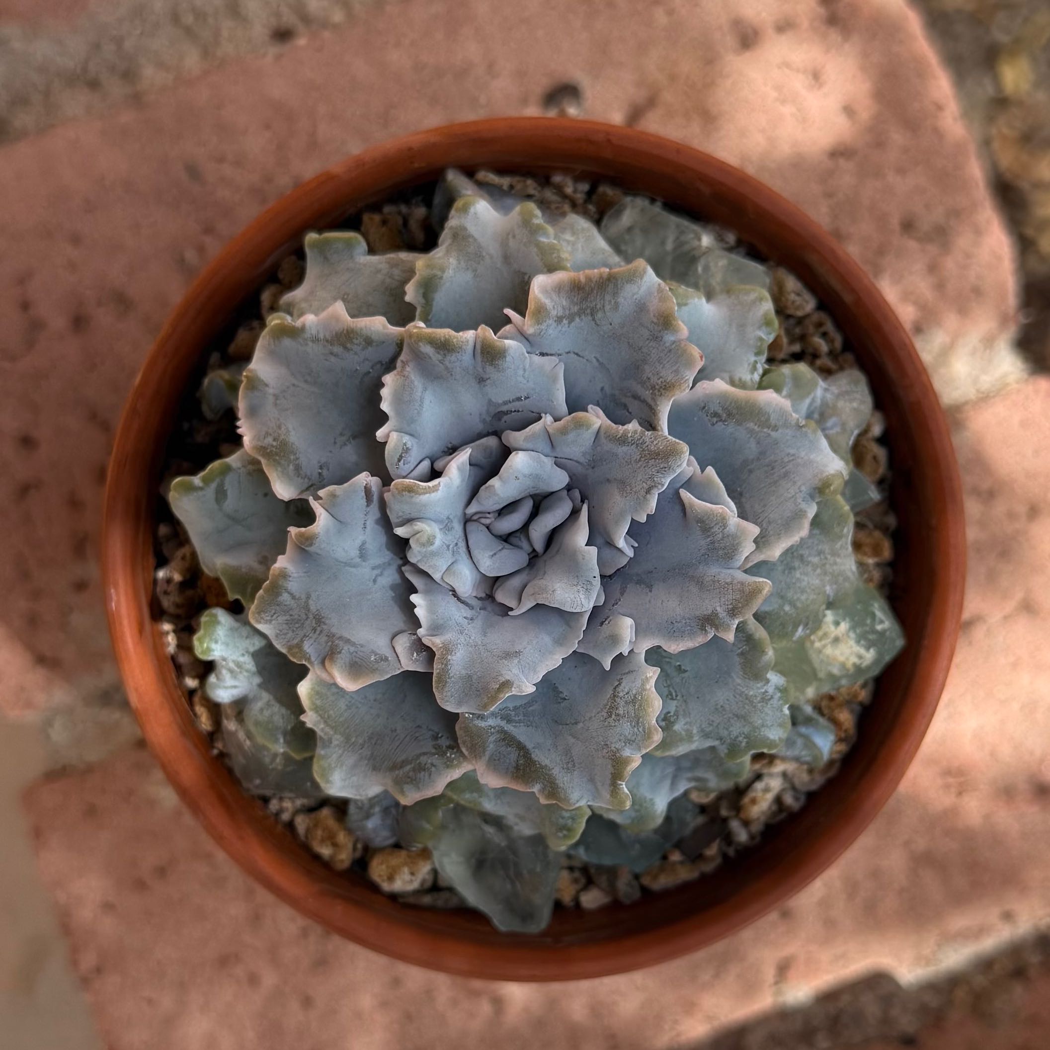 Photo of the plant species Echeveria Crispate Beauty by @HotKanna92 named E. Crispate Beauty on Greg, the plant care app