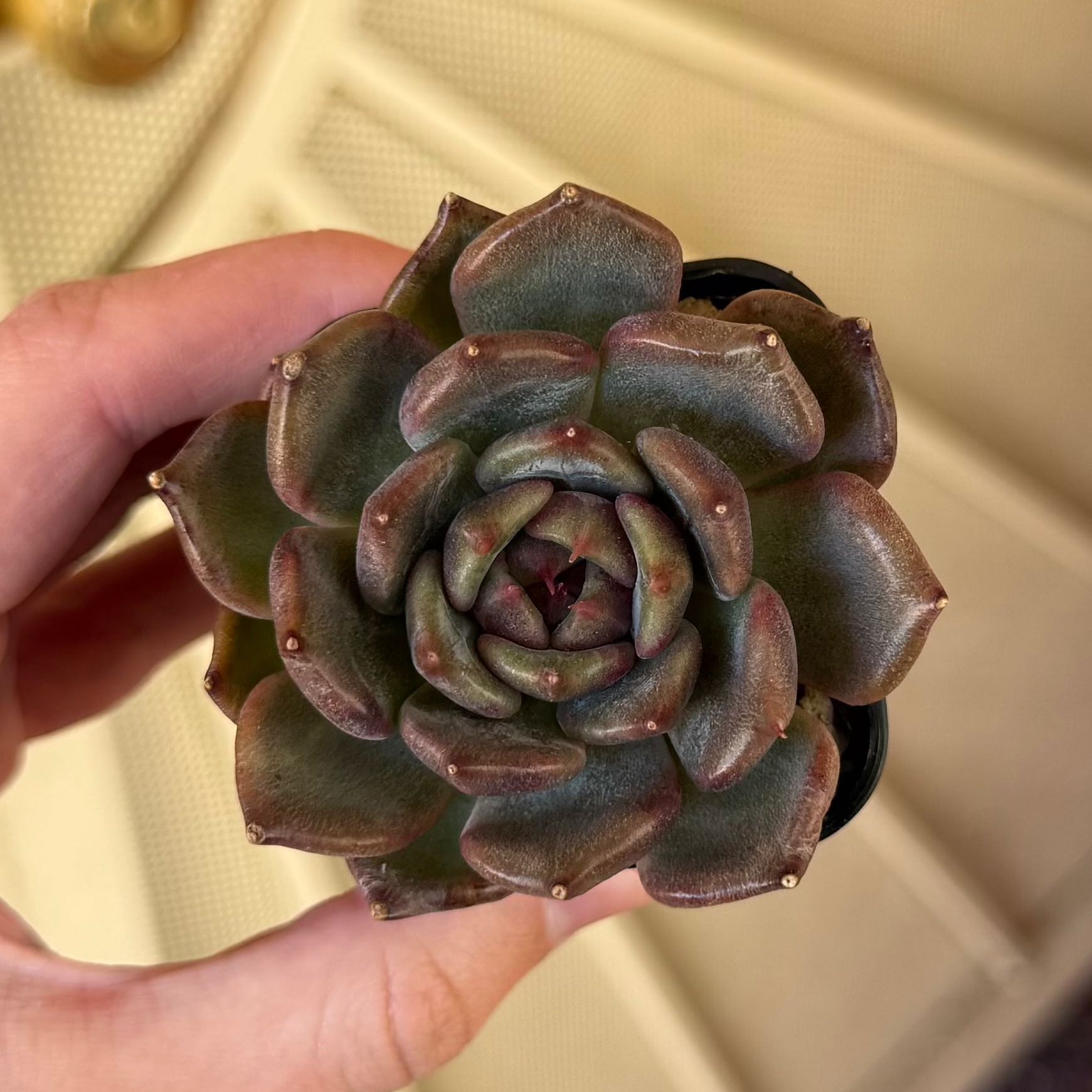 Photo of the plant species Echeveria hybrid sp. by @HotKanna92 named E. sp on Greg, the plant care app