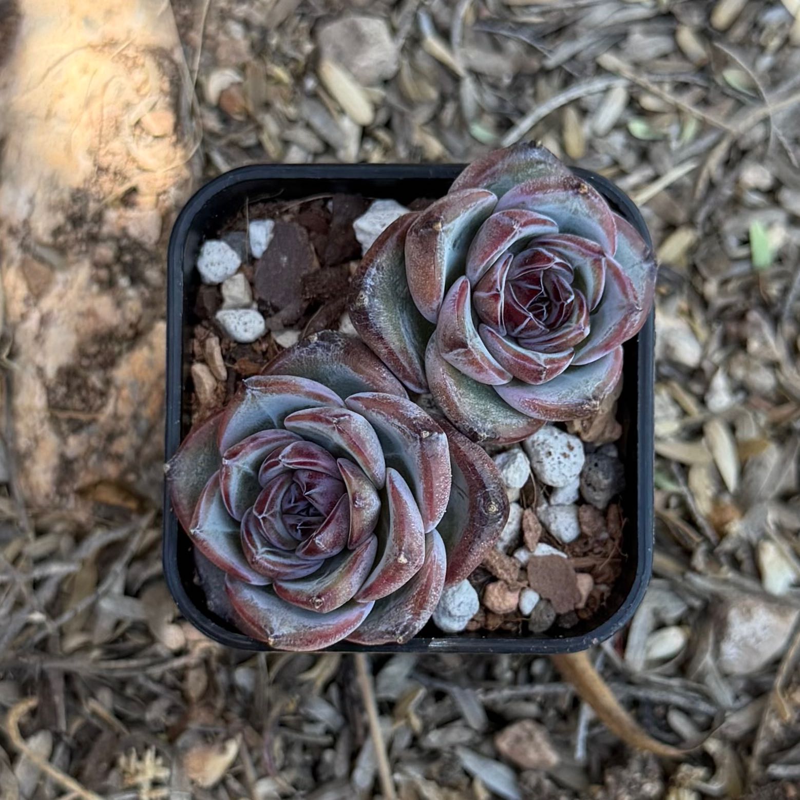 Photo of the plant species Echeveria 'dark opal' by @HotKanna92 named E. Dark Opal on Greg, the plant care app