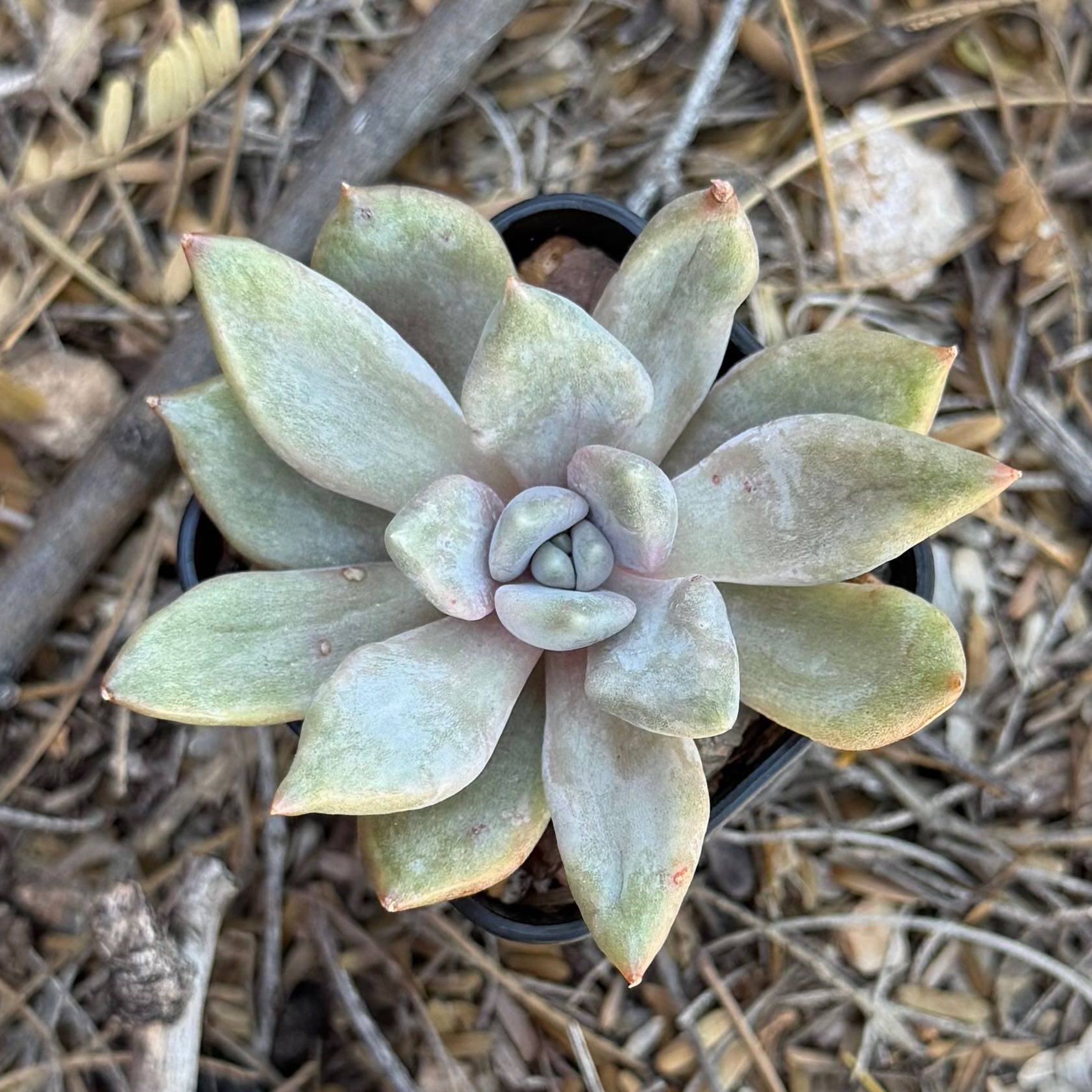 Photo of the plant species Echeveria 'Machete' by @HotKanna92 named Pv. Machete on Greg, the plant care app