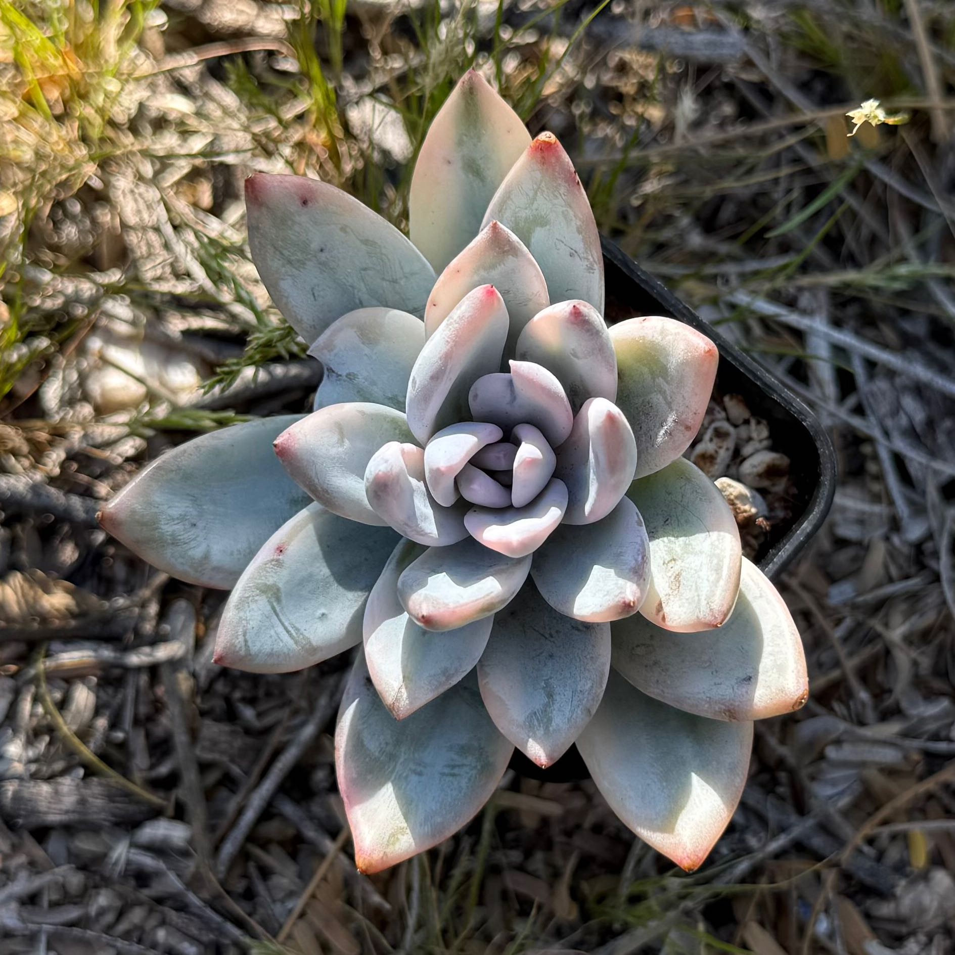 Photo of the plant species Pachyveria 'Powder Puff' by @HotKanna92 named Pv. Powder Puff on Greg, the plant care app
