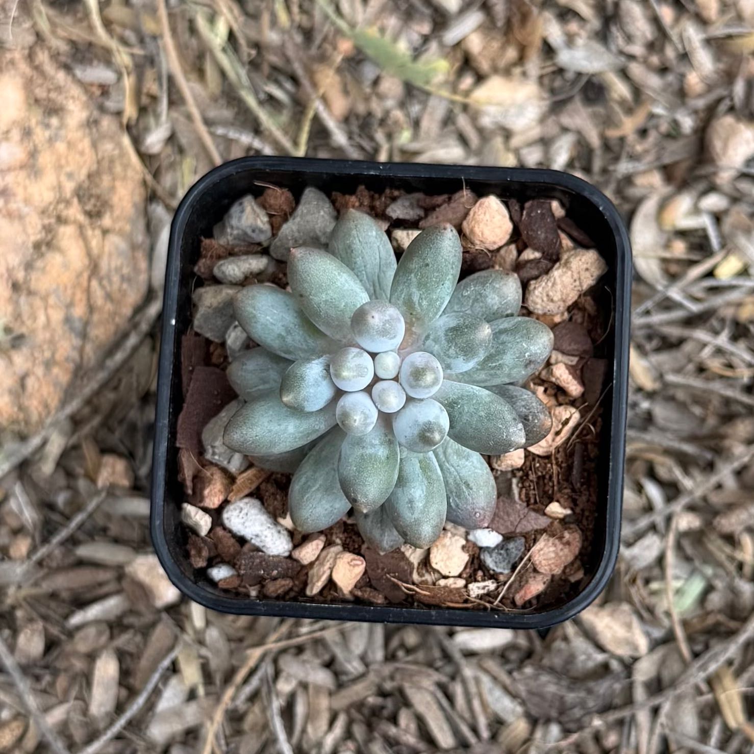 Photo of the plant species Pachyphytum Baby Finger by @HotKanna92 named P. rzedowskii on Greg, the plant care app