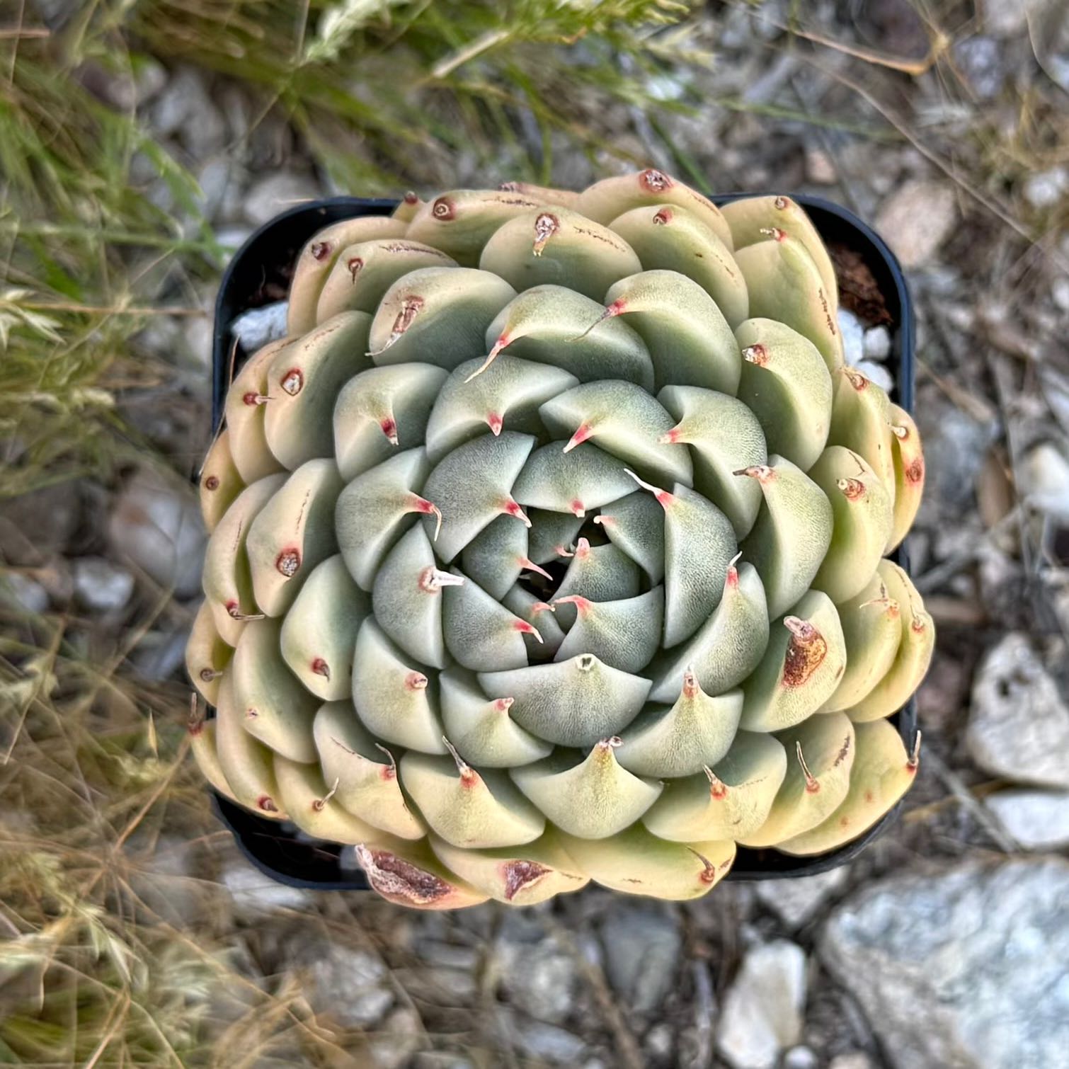Photo of the plant species Graptoveria 'Silver Star' by @HotKanna92 named Gv. Silver Star on Greg, the plant care app