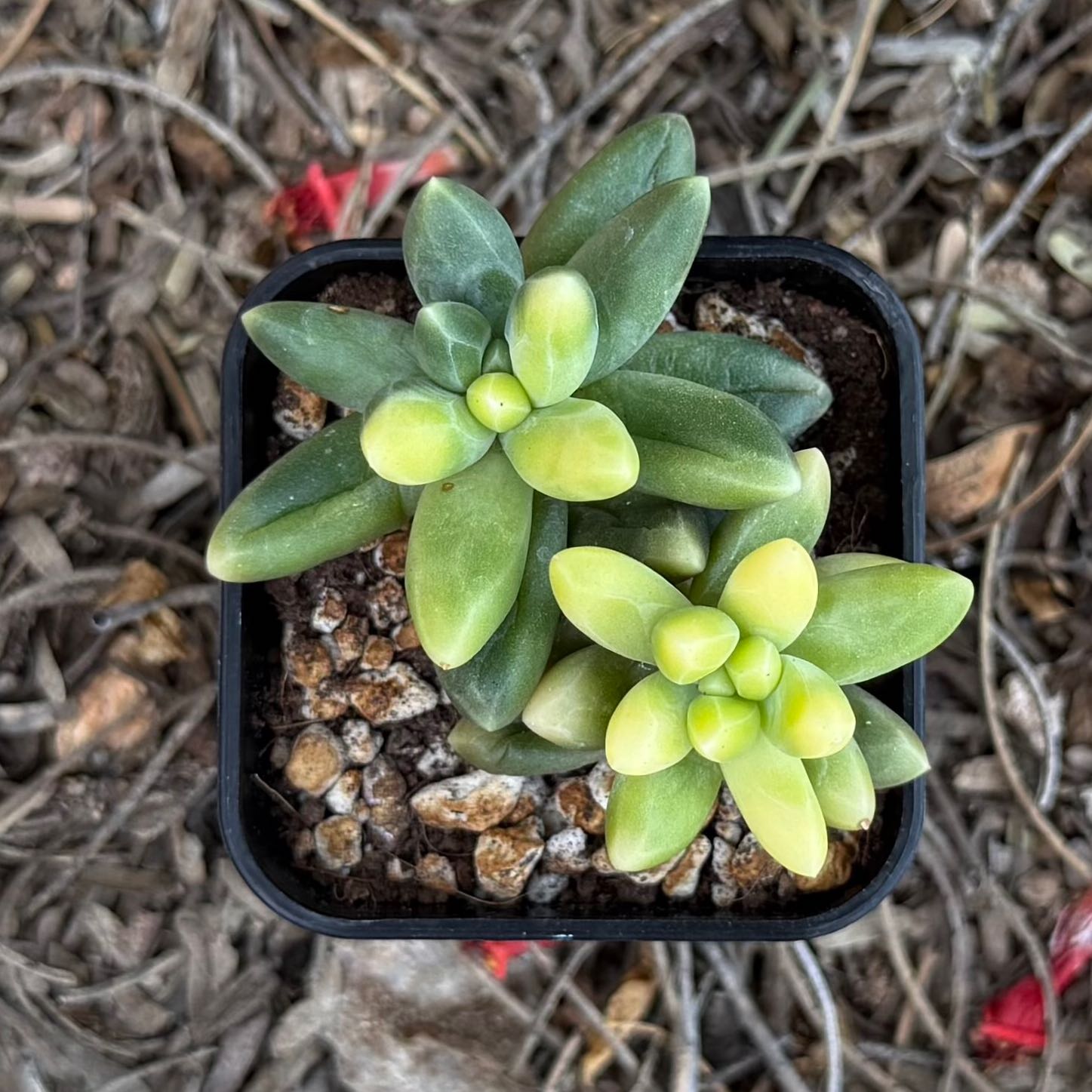 Photo of the plant species Chiseled Stone by @HotKanna92 named P. Chiseled Stones on Greg, the plant care app