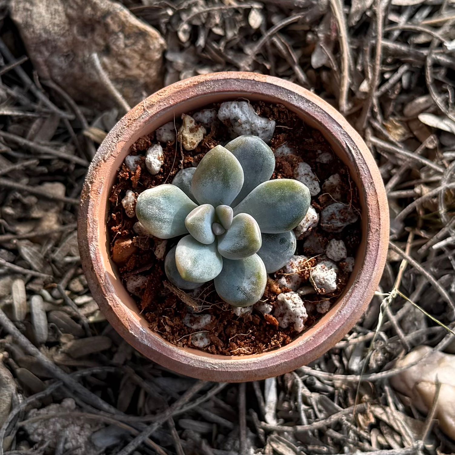 Photo of the plant species Pachyveria Pachyphytoides by @HotKanna92 named Pv. Pachyphytoides on Greg, the plant care app