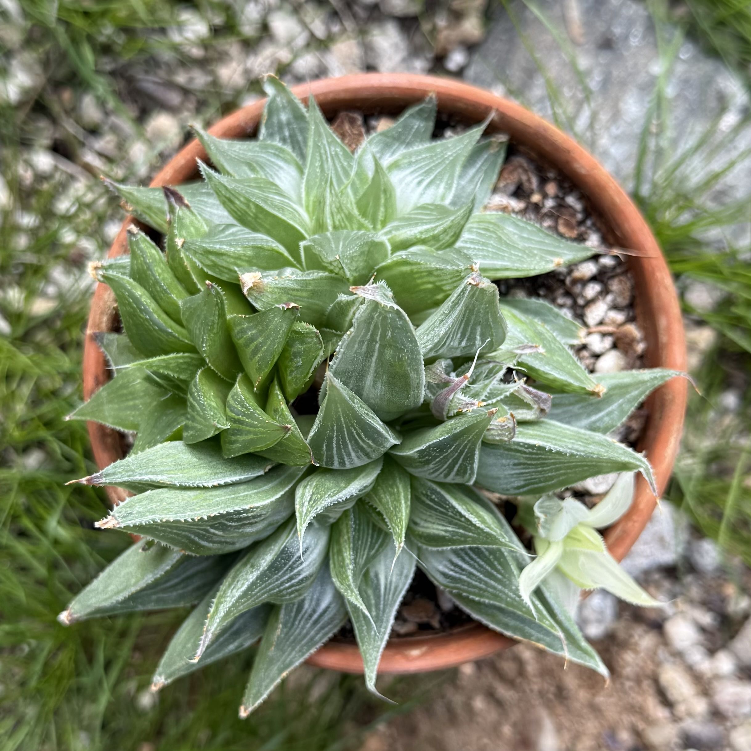 Photo of the plant species Haworthia 'Grey Ghost' by @HotKanna92 named H. Grey Ghost on Greg, the plant care app