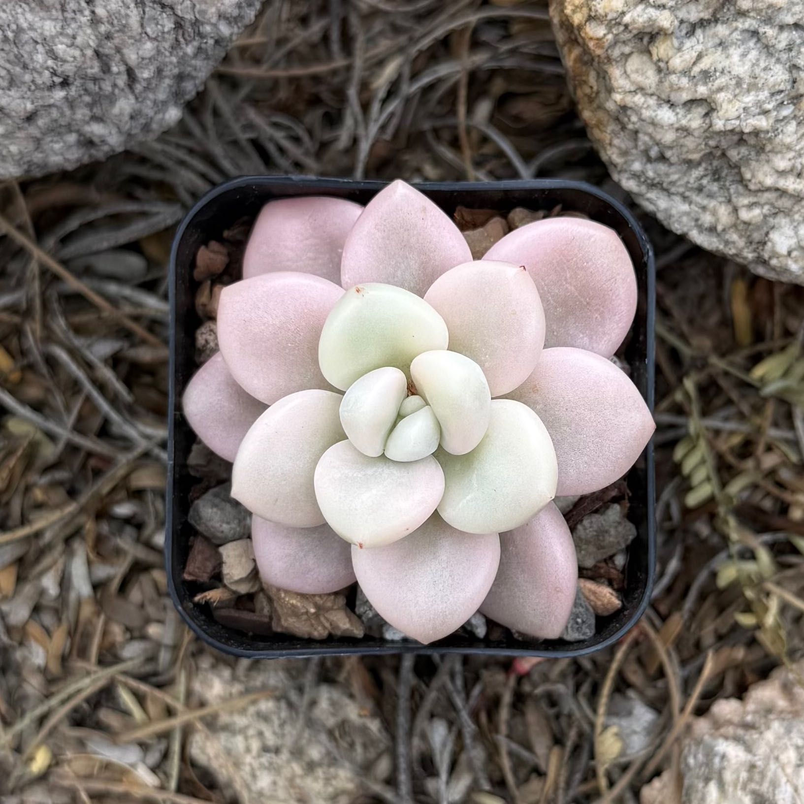 Photo of the plant species Graptosedum 'Miul' by @HotKanna92 named Gs. Miul on Greg, the plant care app