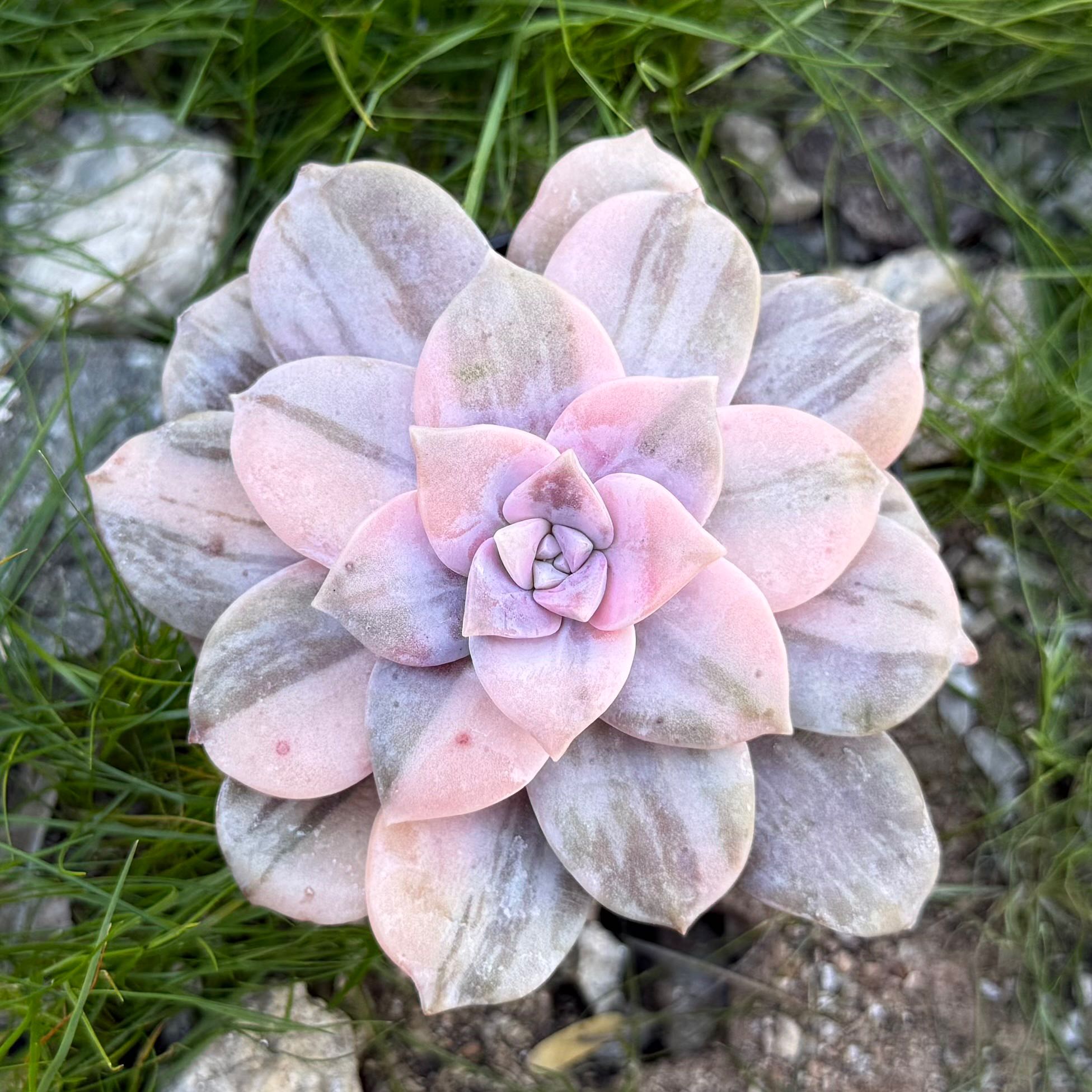 Photo of the plant species Beautiful Graptopetalum by @HotKanna92 named Q. superba on Greg, the plant care app