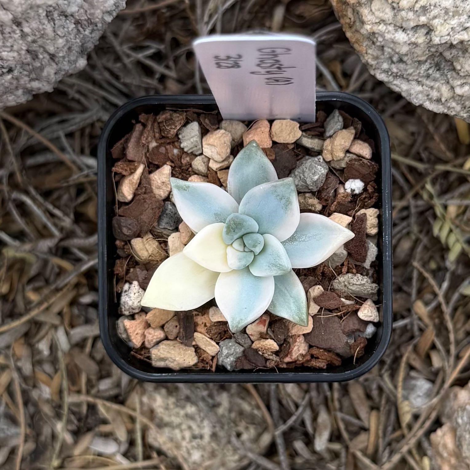 Photo of the plant species Graptosedum 'Ghosty' by @HotKanna92 named Gs. Ghosty on Greg, the plant care app