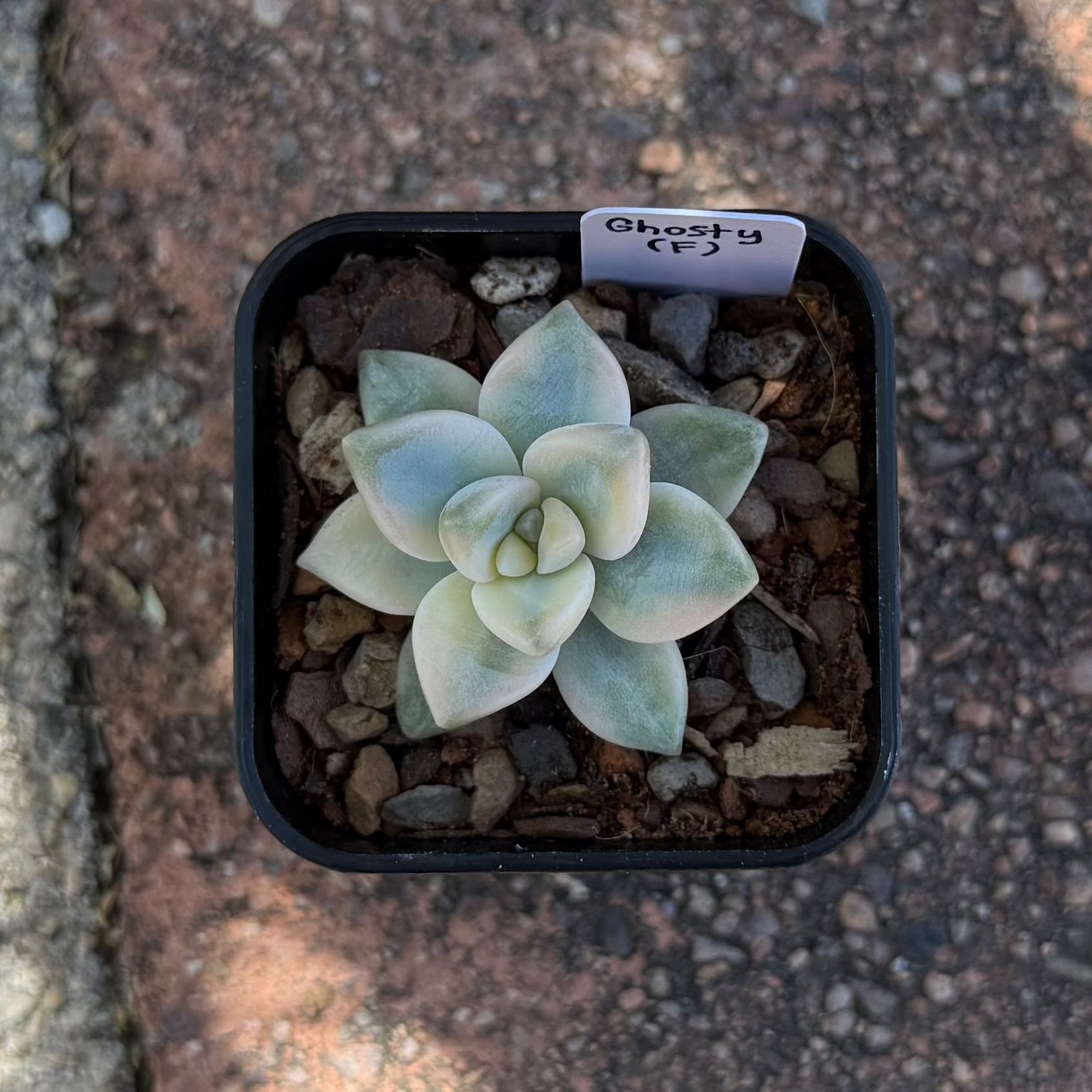 Photo of the plant species Graptosedum 'Ghosty' by @HotKanna92 named Gs. Ghosty on Greg, the plant care app