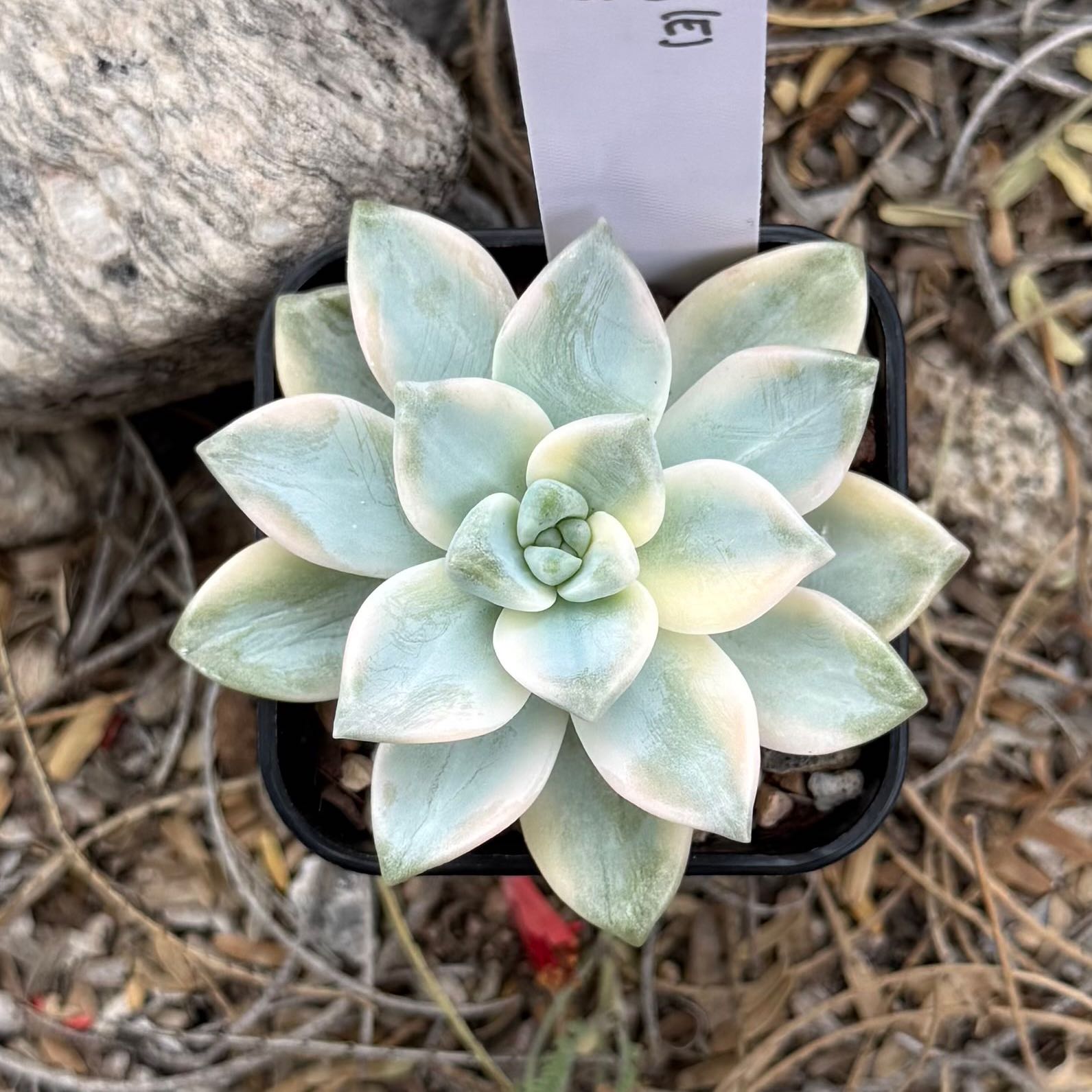 Photo of the plant species Graptosedum 'Ghosty' by @HotKanna92 named Gs. Ghosty on Greg, the plant care app