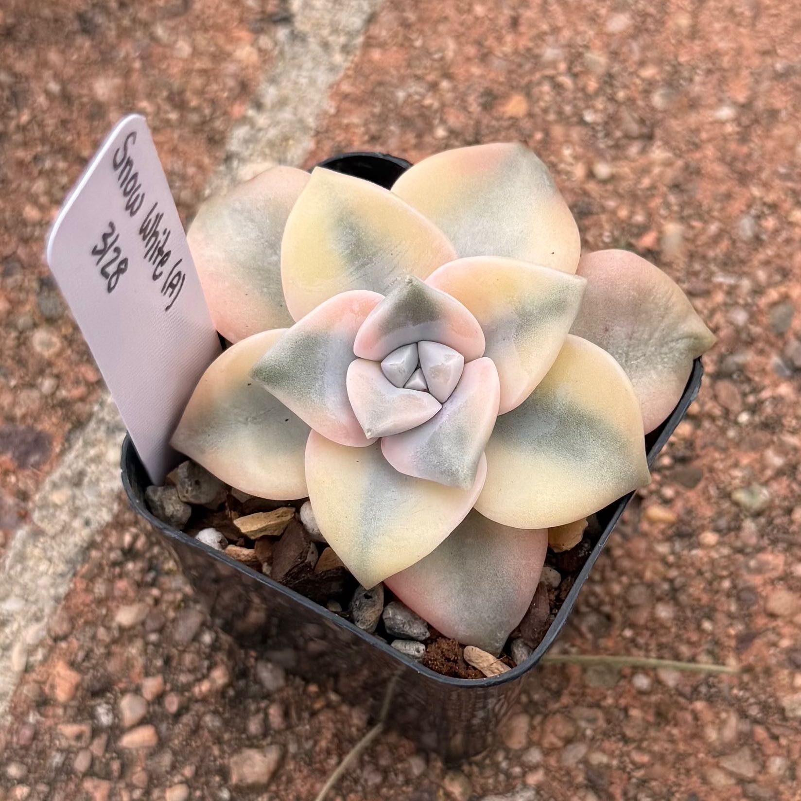 Photo of the plant species Graptopetalum 'Purple Delight' by @HotKanna92 named G. Snow White on Greg, the plant care app