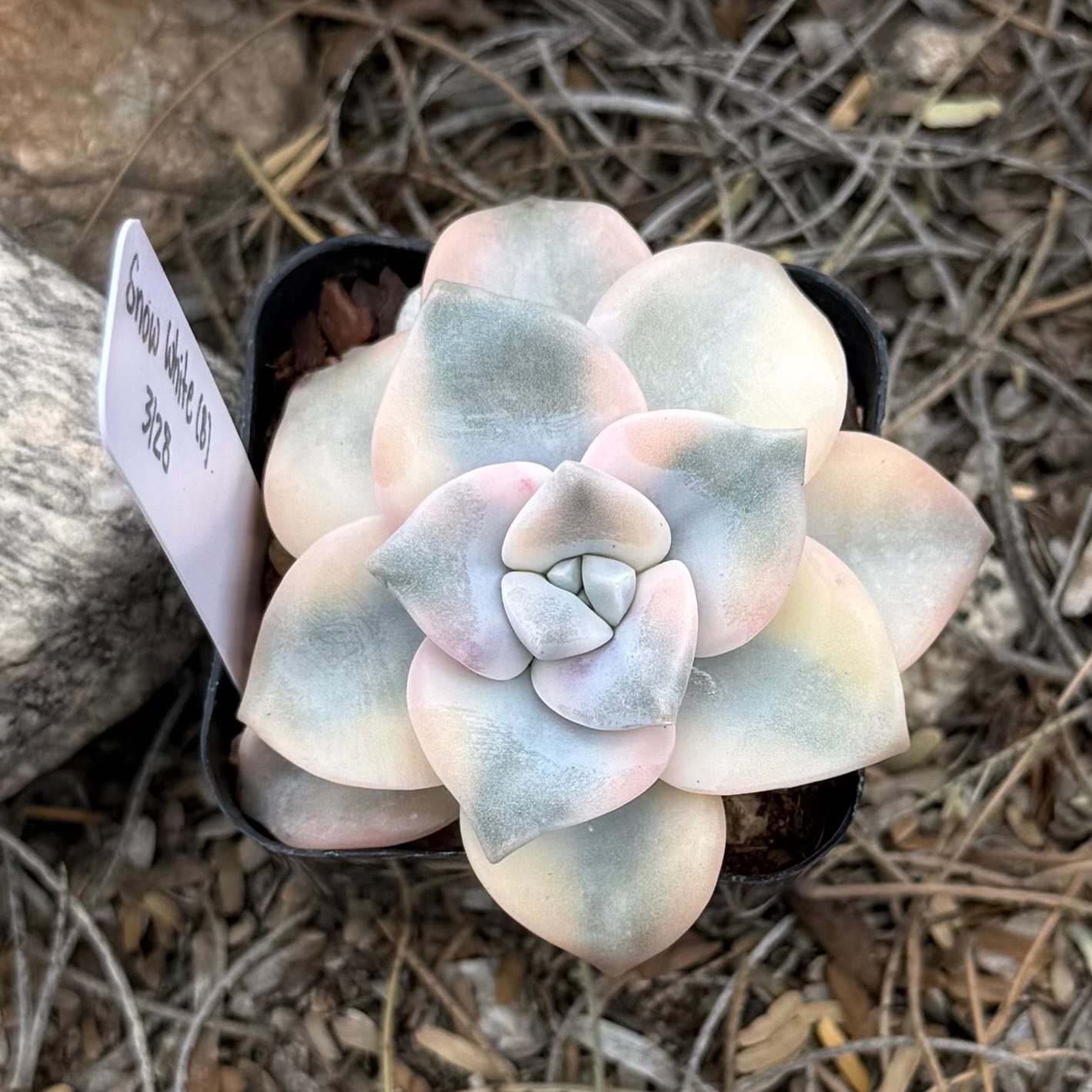 Photo of the plant species Graptopetalum 'Purple Delight' by @HotKanna92 named G. Snow White on Greg, the plant care app