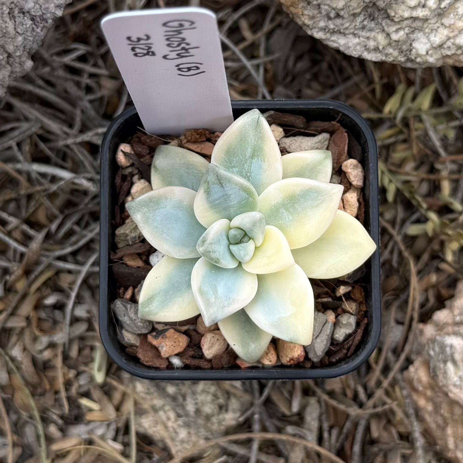 Photo of the plant species Graptosedum 'Ghosty' by @HotKanna92 named Gs. Ghosty on Greg, the plant care app