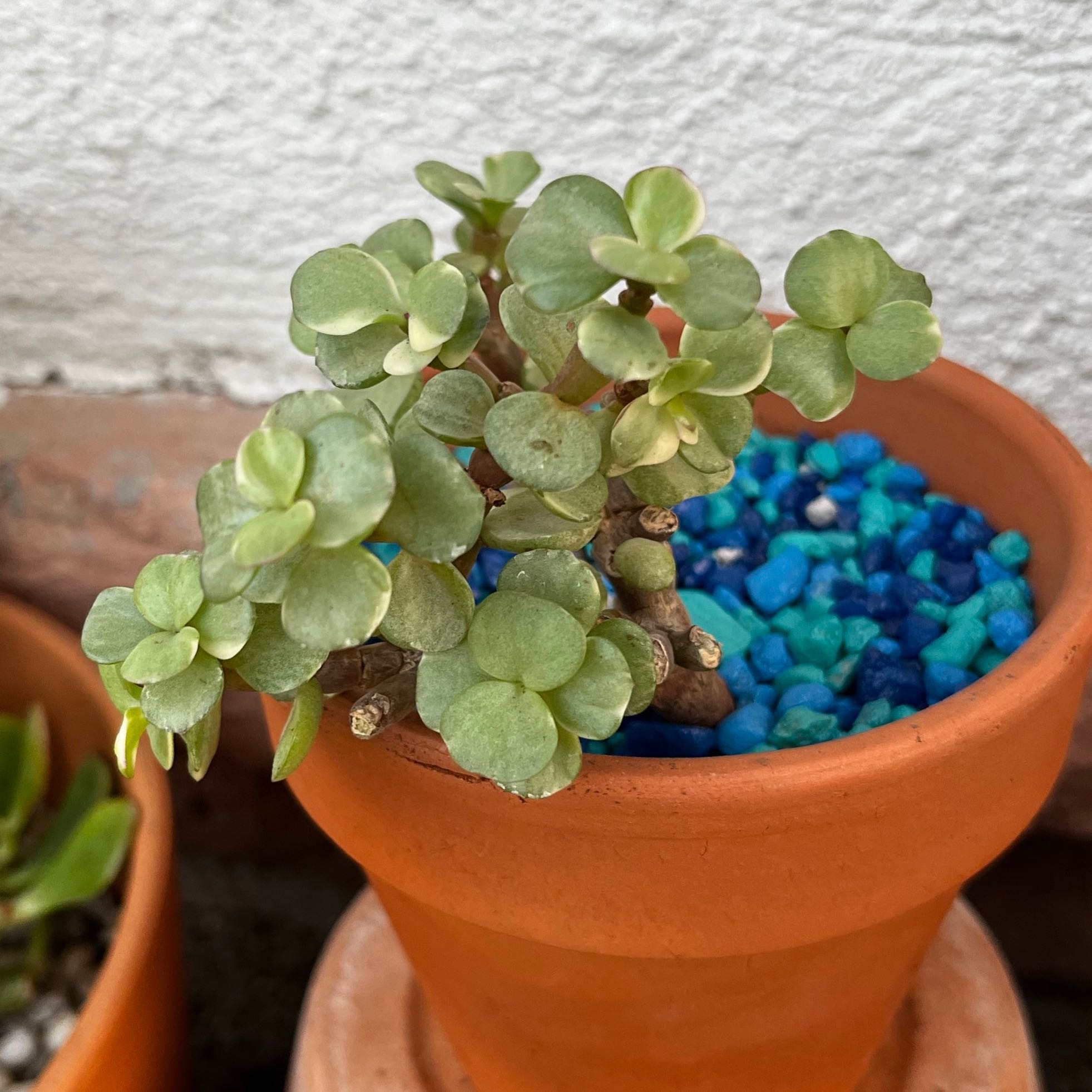 Photo of the plant species Portulacaria afra 'Manny' by @HotKanna92 named Portulacaria afra on Greg, the plant care app