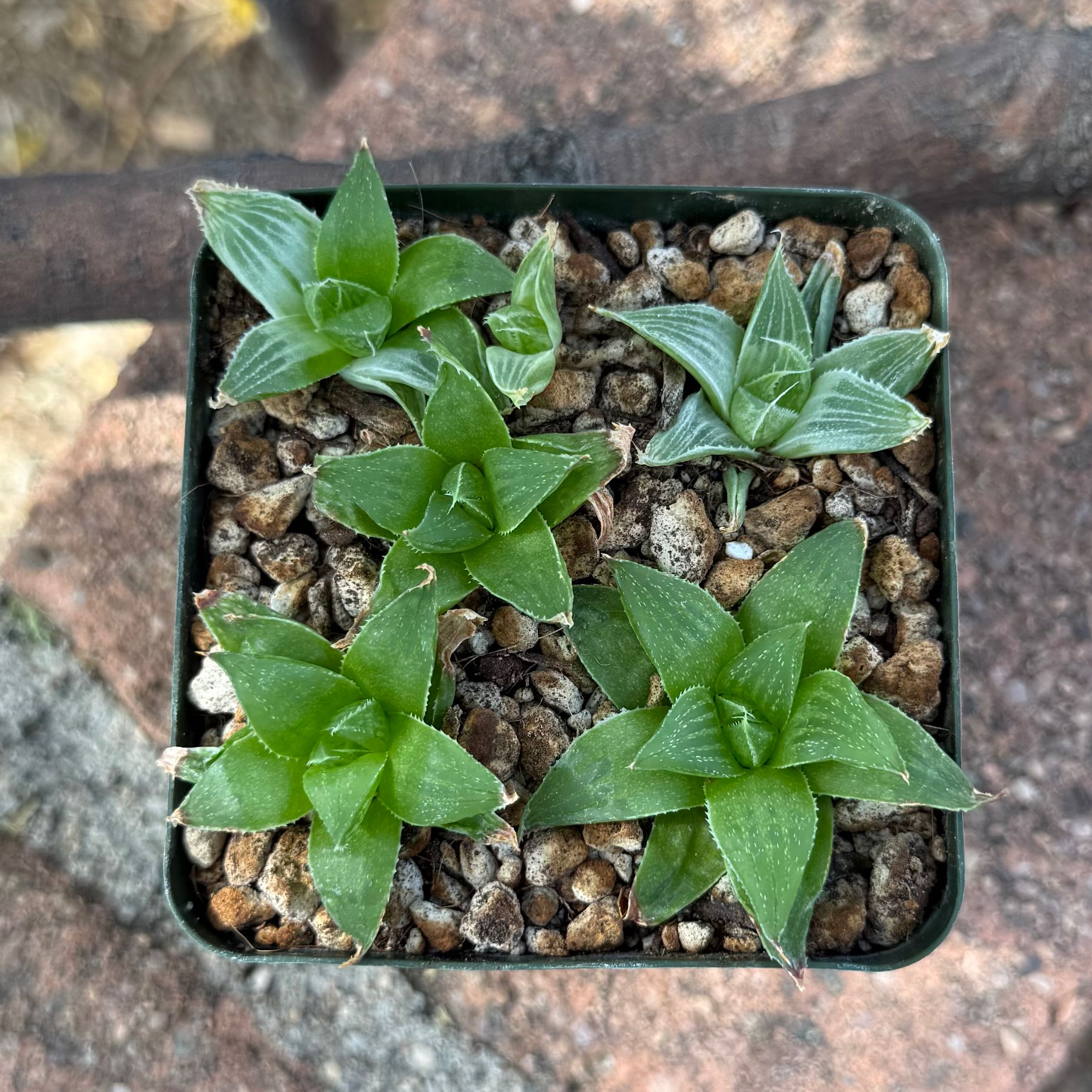 Photo of the plant species Haworthia 'Grey Ghost' by @HotKanna92 named H. Grey Ghost on Greg, the plant care app