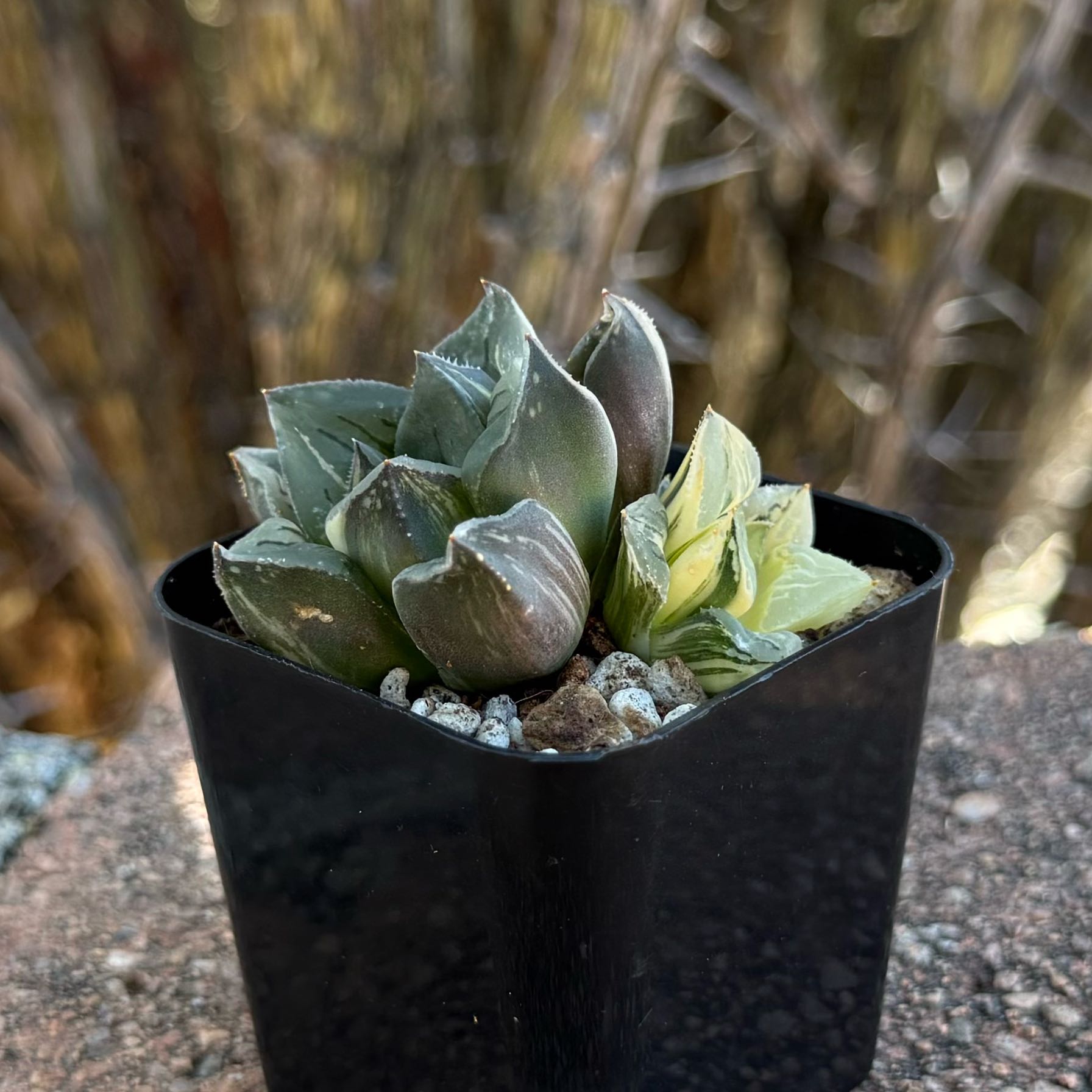 Photo of the plant species Haworthia mutica f. Variegata by @HotKanna92 named H. Mocha on Greg, the plant care app