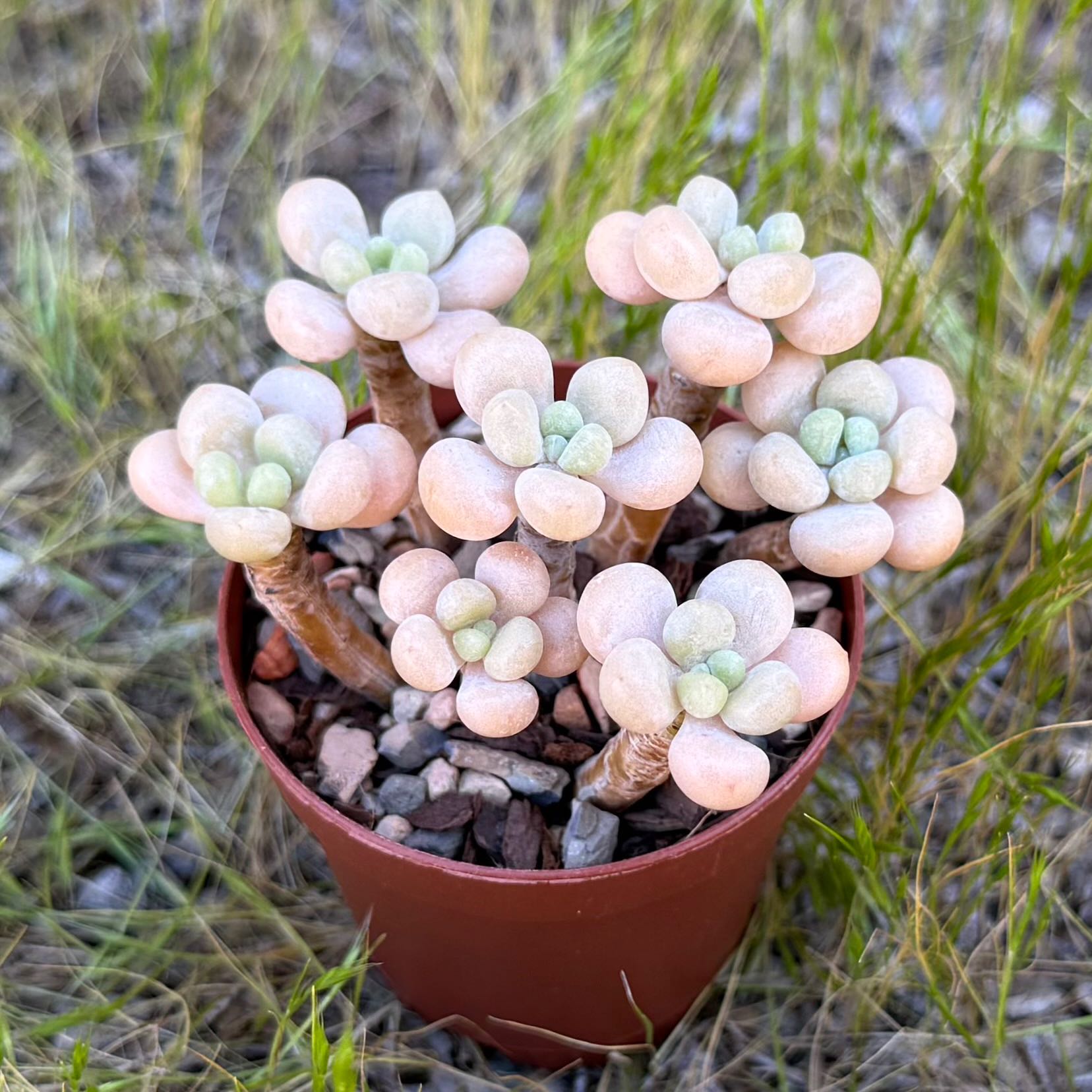 Photo of the plant species Rococo by @HotKanna92 named Gs. Rococo Gold on Greg, the plant care app