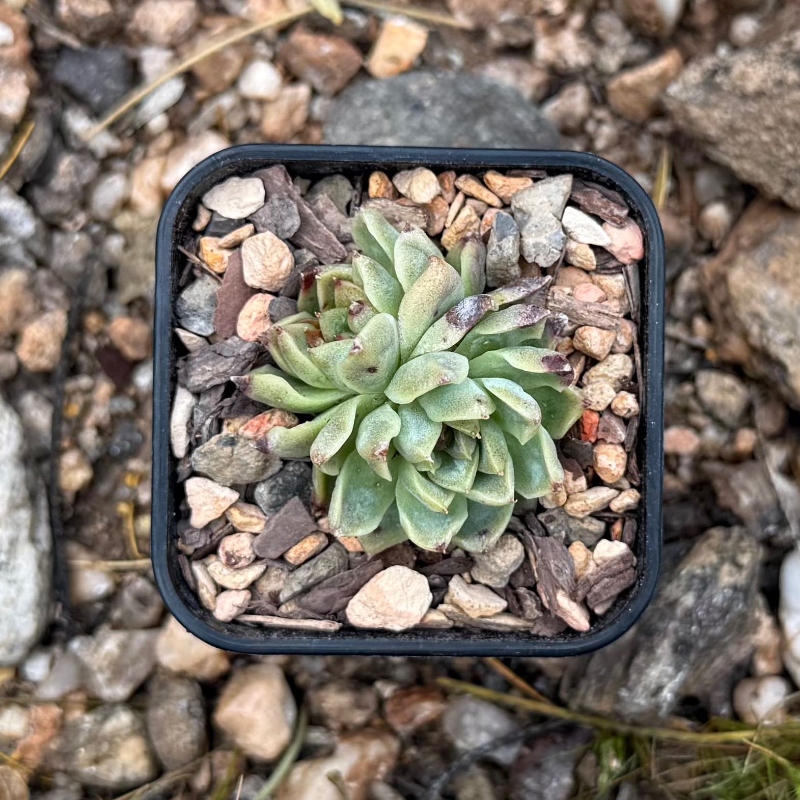 Photo of the plant species Echeveria hybrid sp. by @HotKanna92 named E. sp on Greg, the plant care app