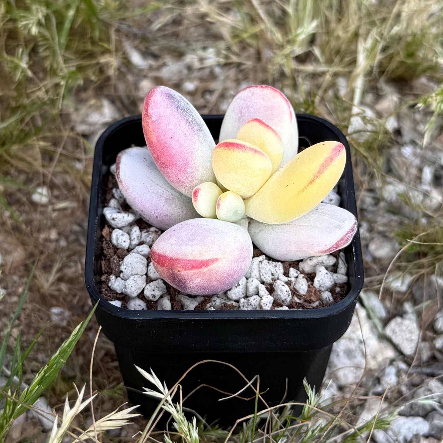 Photo of the plant species Lady Fingers by @HotKanna92 named C. orbiculata on Greg, the plant care app