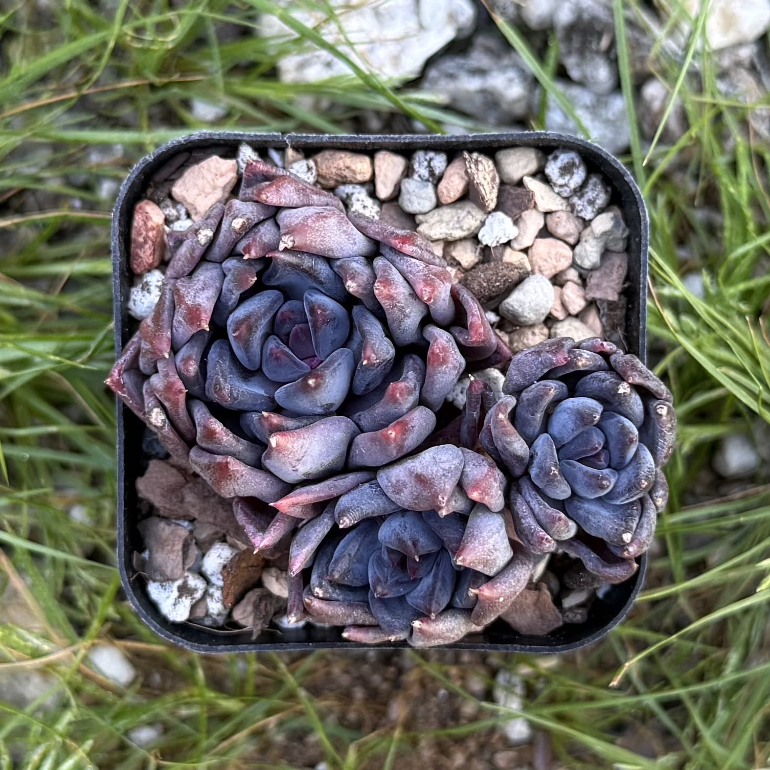 Photo of the plant species Korean Echeveria 'Purple Sea Urchin' by @HotKanna92 named E. Purple Sea Urchin on Greg, the plant care app