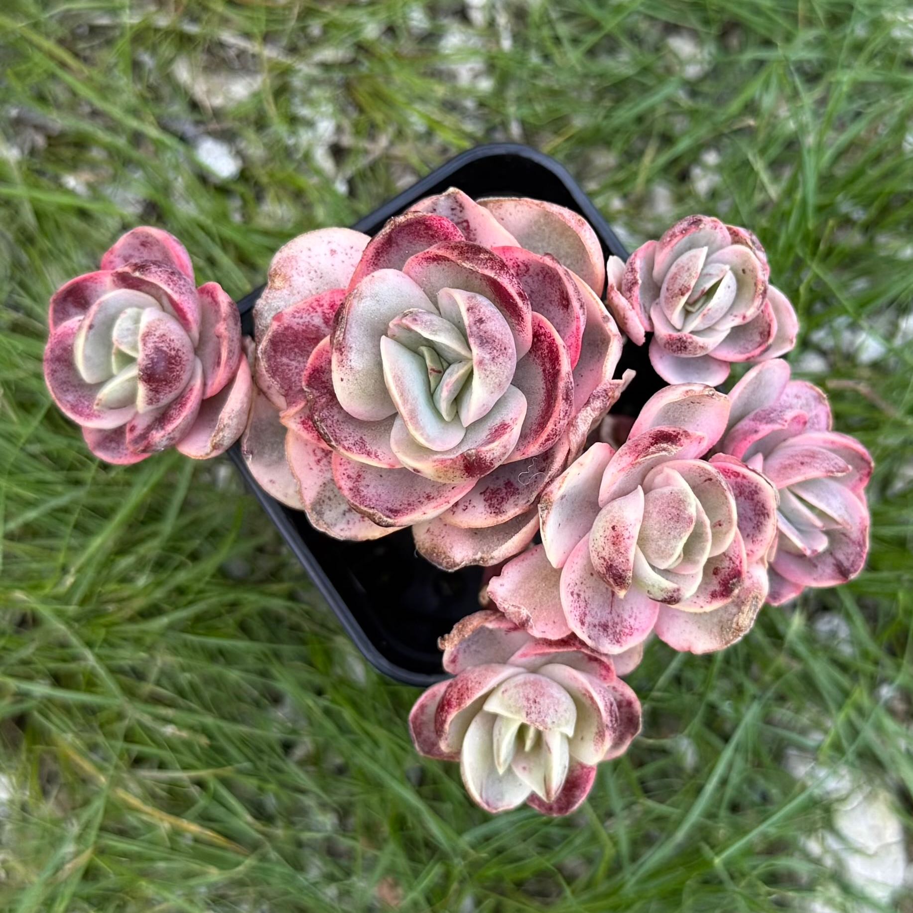 Photo of the plant species Echeveria 'Suyon' by @HotKanna92 named E. Suyon on Greg, the plant care app