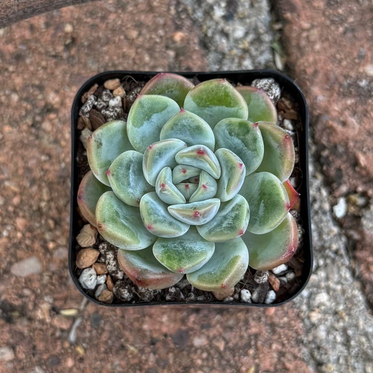 Photo of the plant species Echeveria hybrid sp. by @HotKanna92 named E. sp on Greg, the plant care app