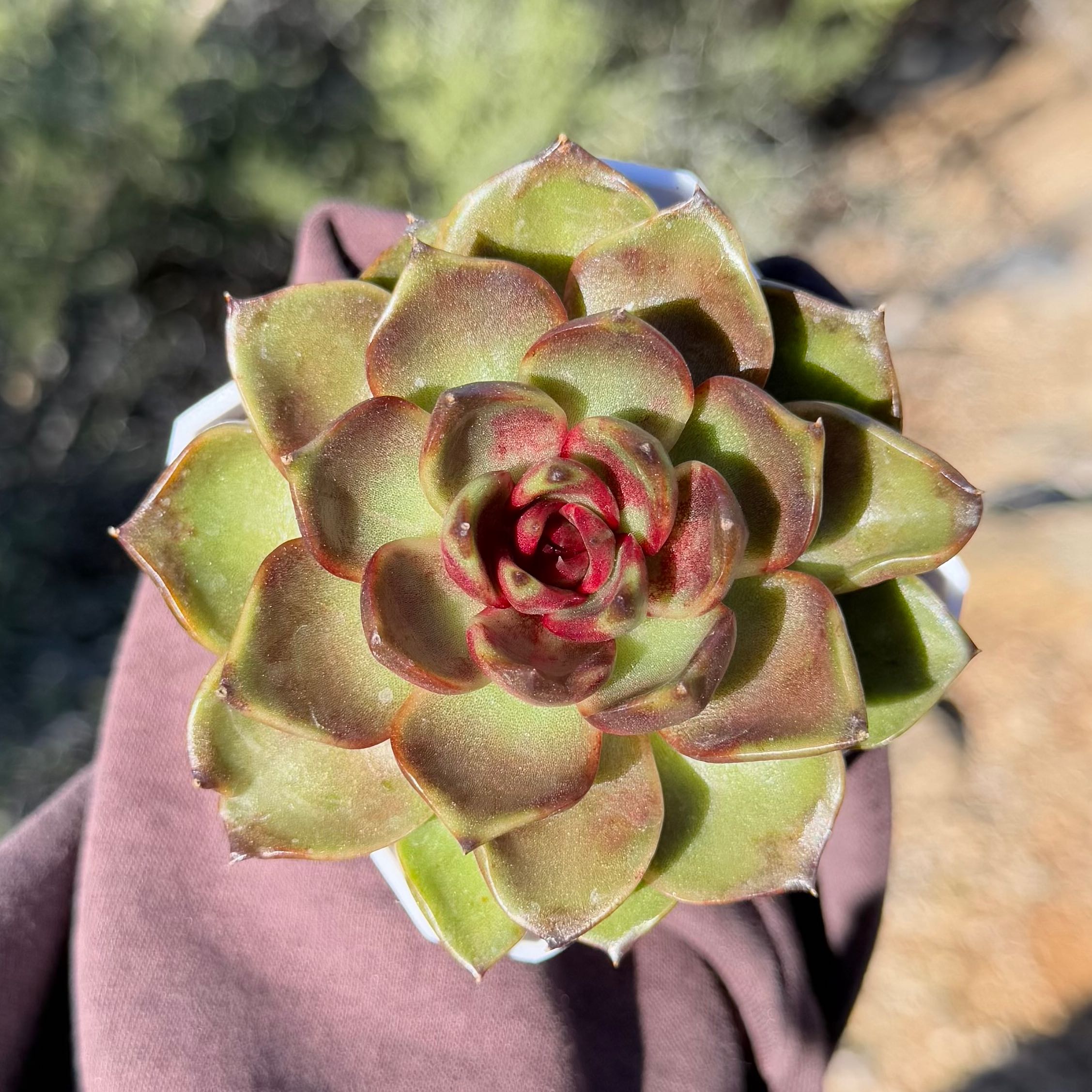 Photo of the plant species Echeveria hybrid sp. by @HotKanna92 named E. sp on Greg, the plant care app