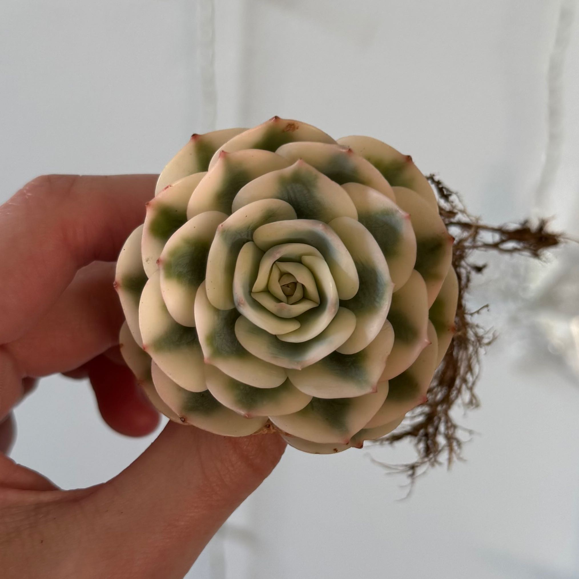 Photo of the plant species Echeveria 'Lenore Dean' by @HotKanna92 named E. Compton Carousel on Greg, the plant care app