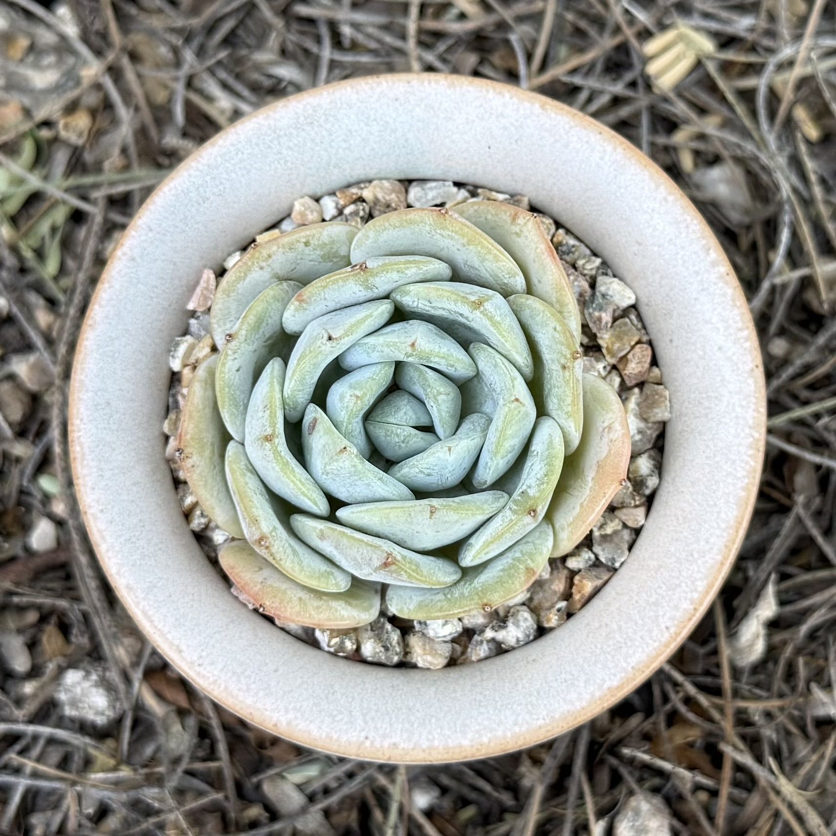 Photo of the plant species Echeveria hybrid sp. by @HotKanna92 named E. White Magnolia on Greg, the plant care app