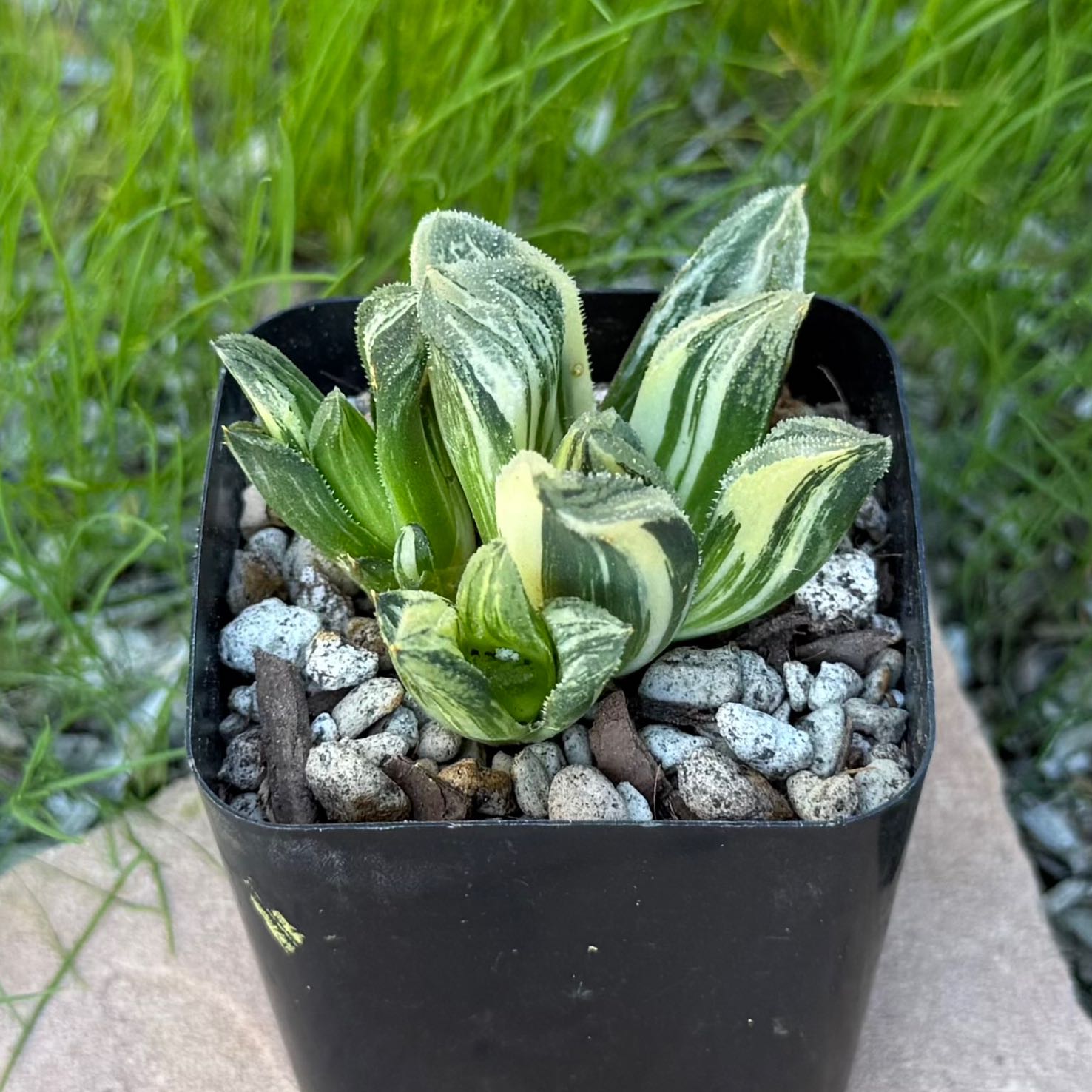 Photo of the plant species Haworthia pygmaea by @HotKanna92 named H. Tyger on Greg, the plant care app